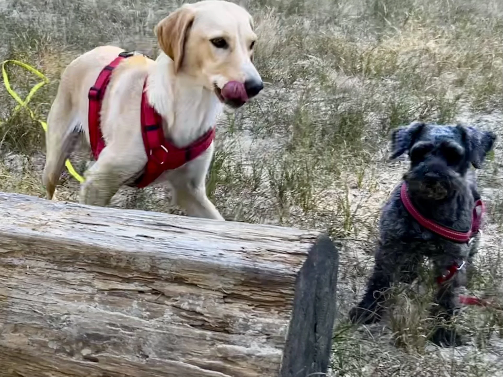 Zwei Hunde, ein Hund mit helllichem Fell und braunen Flecken und ein kleiner schwarzer Hund, sitzen auf der Wiese, in der Nähe eines Baumstamms, beide tragen rote Geschirre.