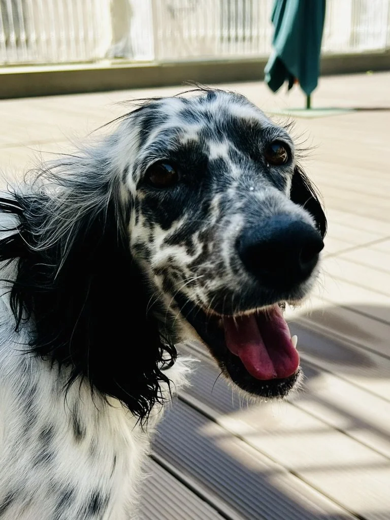Hund mit schwarzem und weißem Fell, sitzend auf einem Holzdeck im Freien, lachend mit offenem Mund.