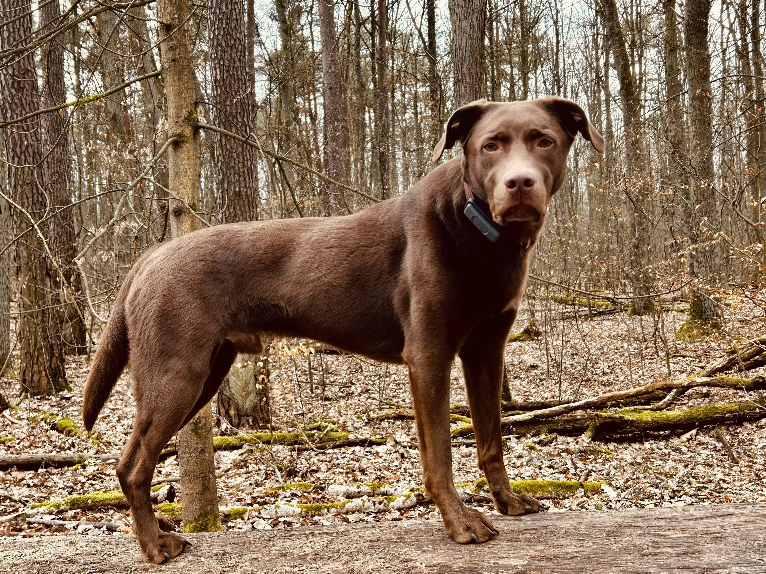 Artgerechte Auslastung: Ein brauner Hund mit Halsband steht auf einem Baumstamm in einem winterlichen Wald mit vielen Bäumen.