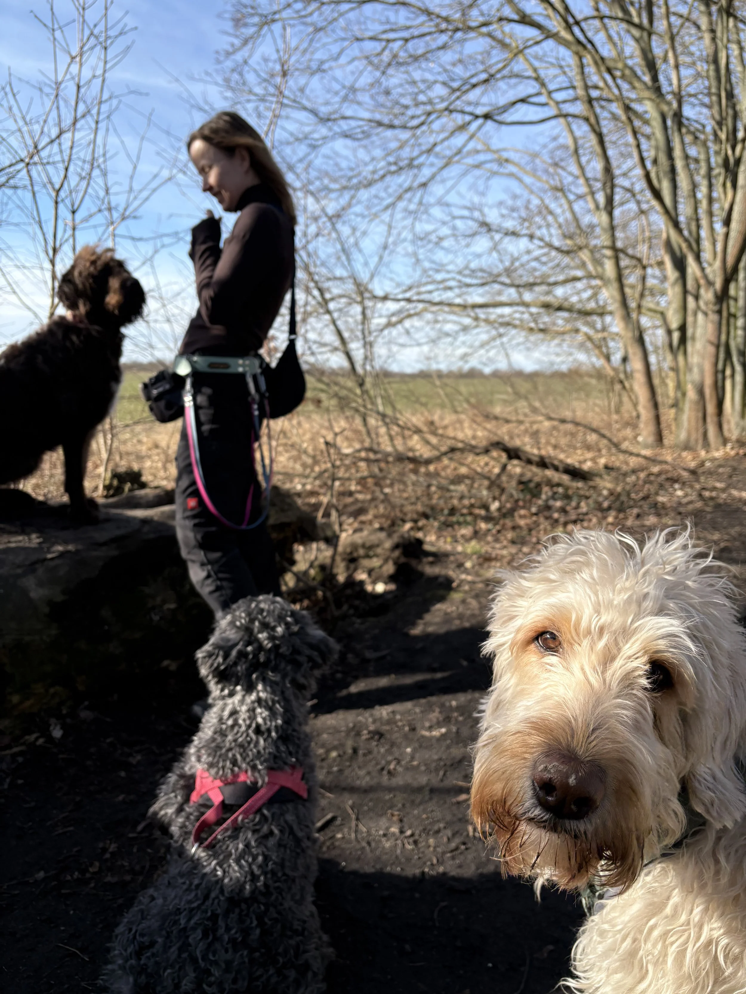 Dogwalking: Eine Frau steht mit vier Hunden in einem Wald im Freien bei sonnigem Wetter, Bäume ohne Blätter und blauer Himmel im Hintergrund.