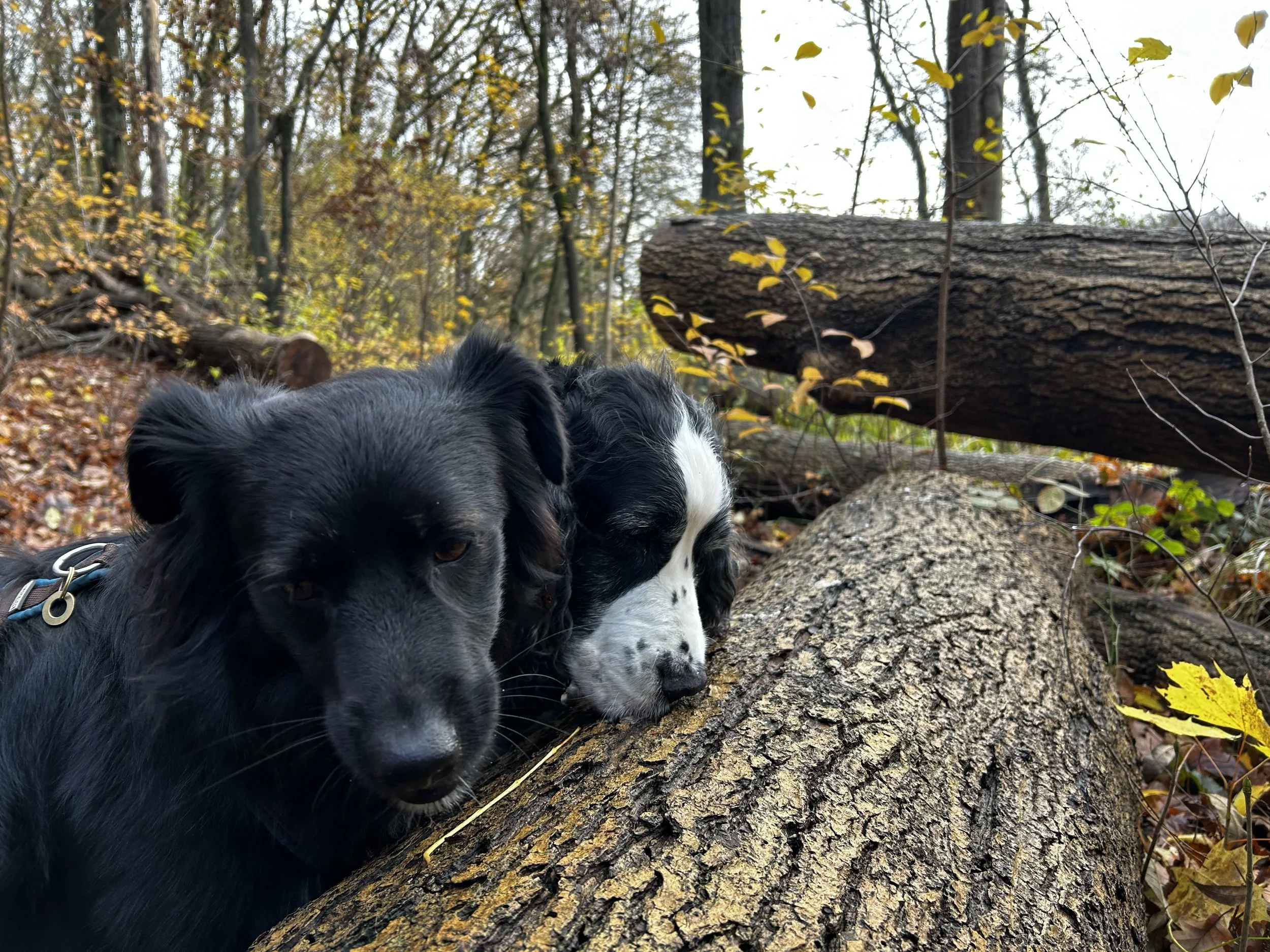 Zwei Hunde, einer schwarz mit braunen Augen und der andere schwarz-weiß, liegen an einem Baumstamm im Wald, umgeben von Laub und Herbstbäumen.