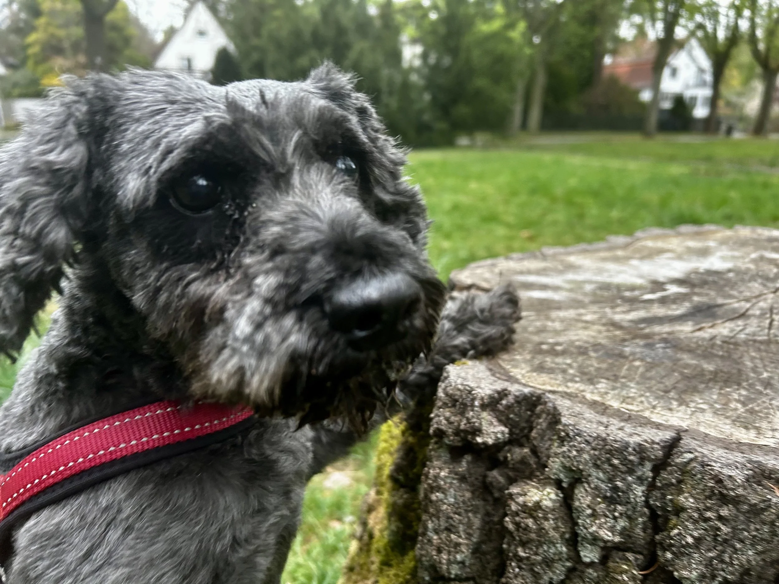 Kleiner, grauer Hund mit dunklen Augen und rot-schwarzem Halsband liegt neben einem Baumstamm im Park, im Hintergrund Bäume und weißes Haus.