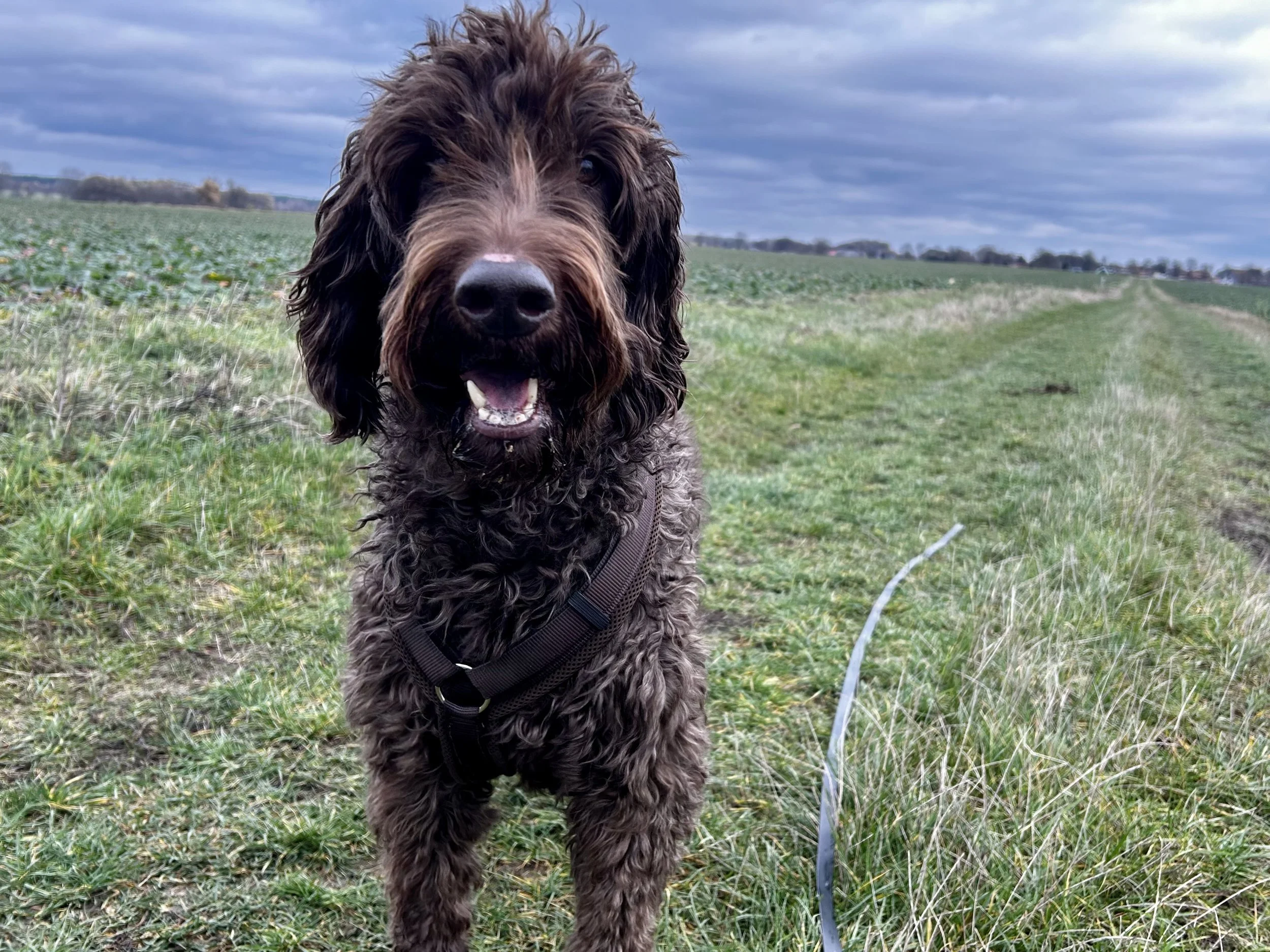 Ein brauner, lockiger Hund steht auf einem Feld bei bewölktem Himmel.