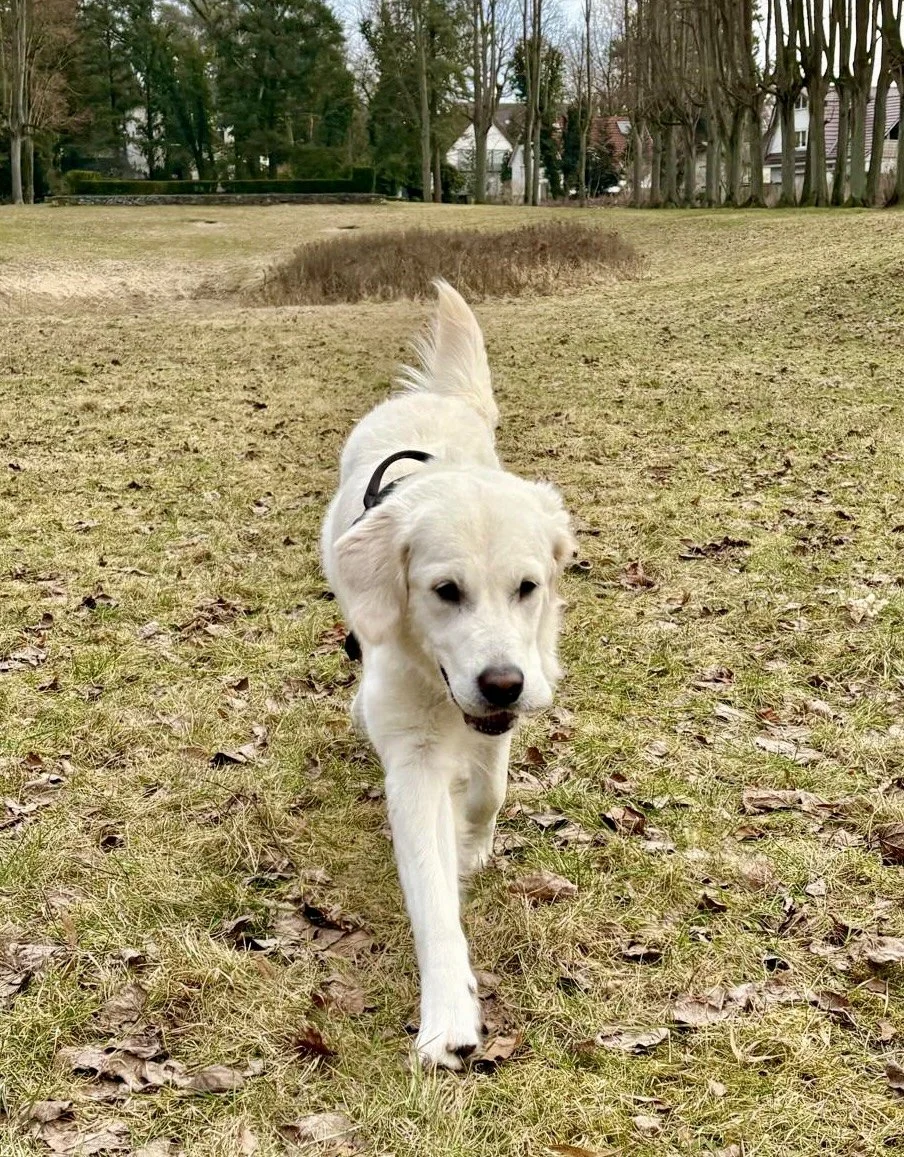 Ein weißer Hund läuft auf einer Wiese, im Hintergrund Bäume und Häuser, es scheint ein kühler Tag zu sein.