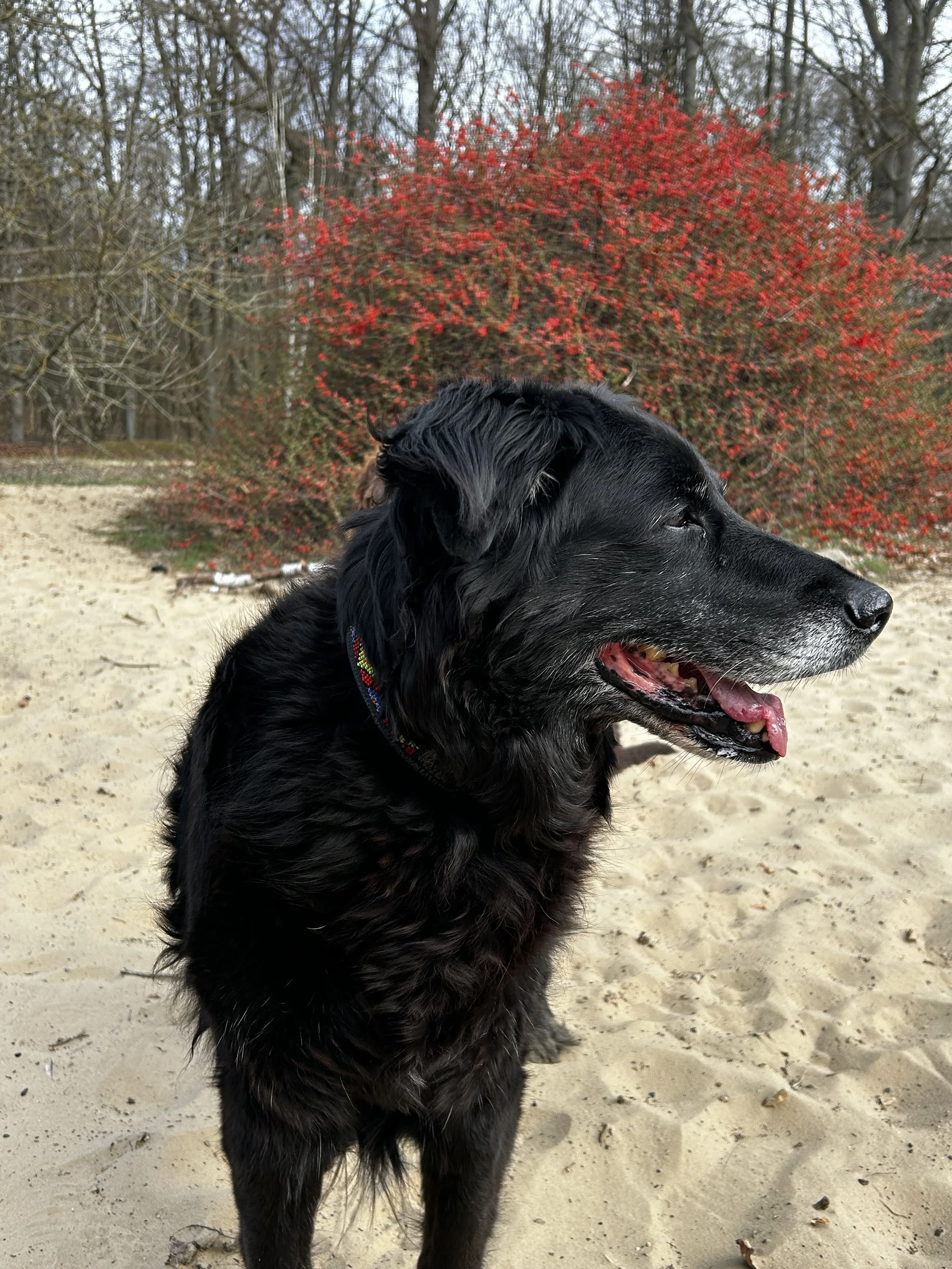 Schwarzer Hund sitzt auf Sand vor einer roten Strauch und Bäumen.