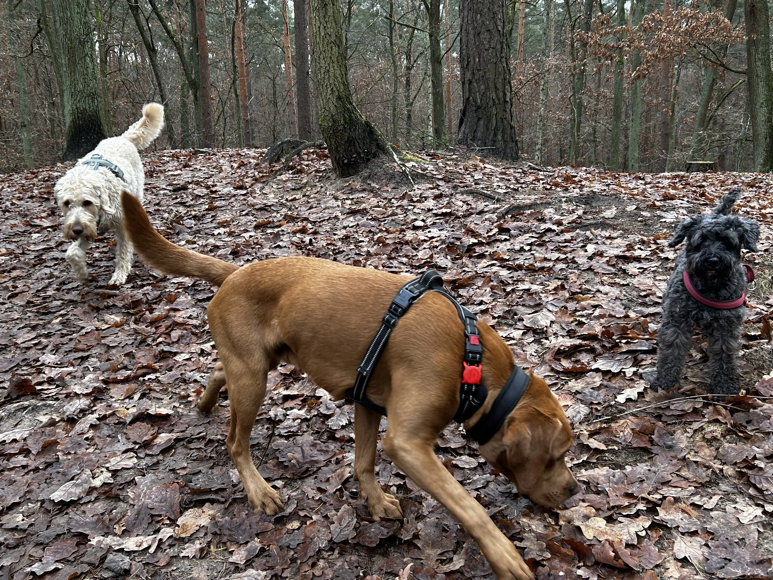 Sozialkontakt im Laubwald, einer ist braun mit schwarzen Halsband und zeigt nach unten, die anderen zwei sind schwarz und weiß, eine läuft nach vorne, die andere steht in die Kamera schauend.