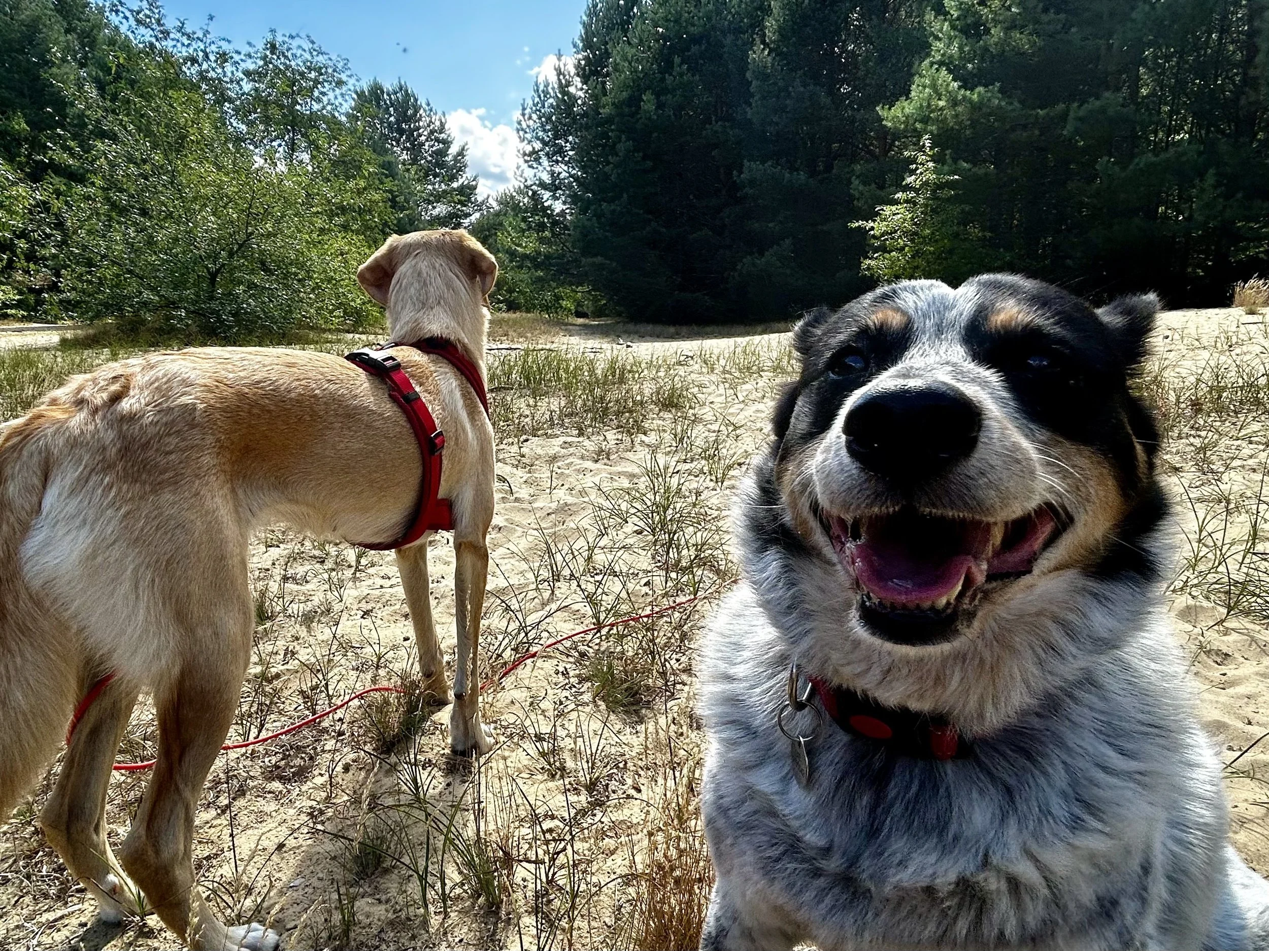 Zwei glückliche Hunde im Sand in einem Waldgebiet, Sonne und Himmel sichtbar.