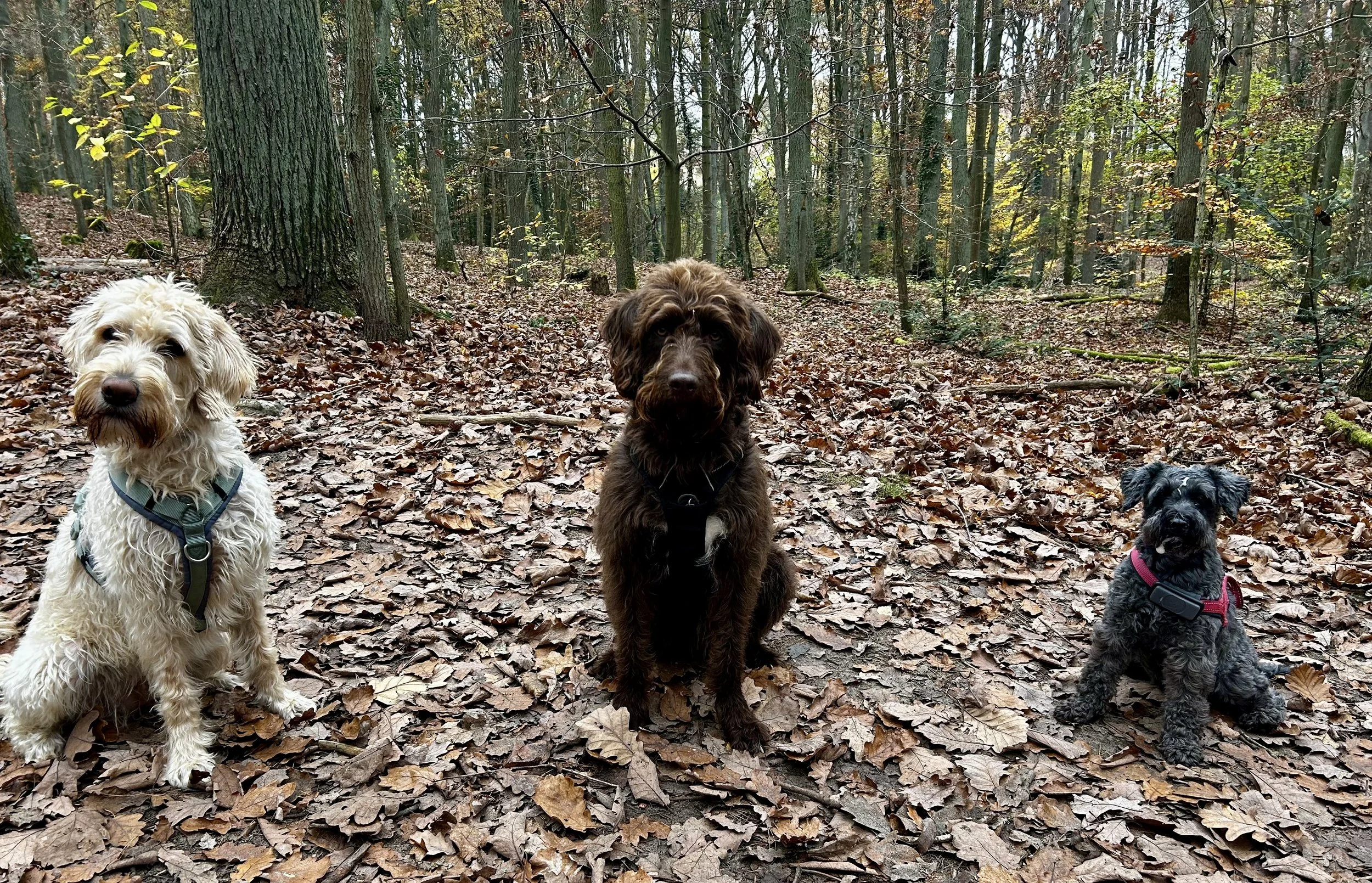Drei Hunde sitzen auf einem Blattboden in einem Herbstwald.