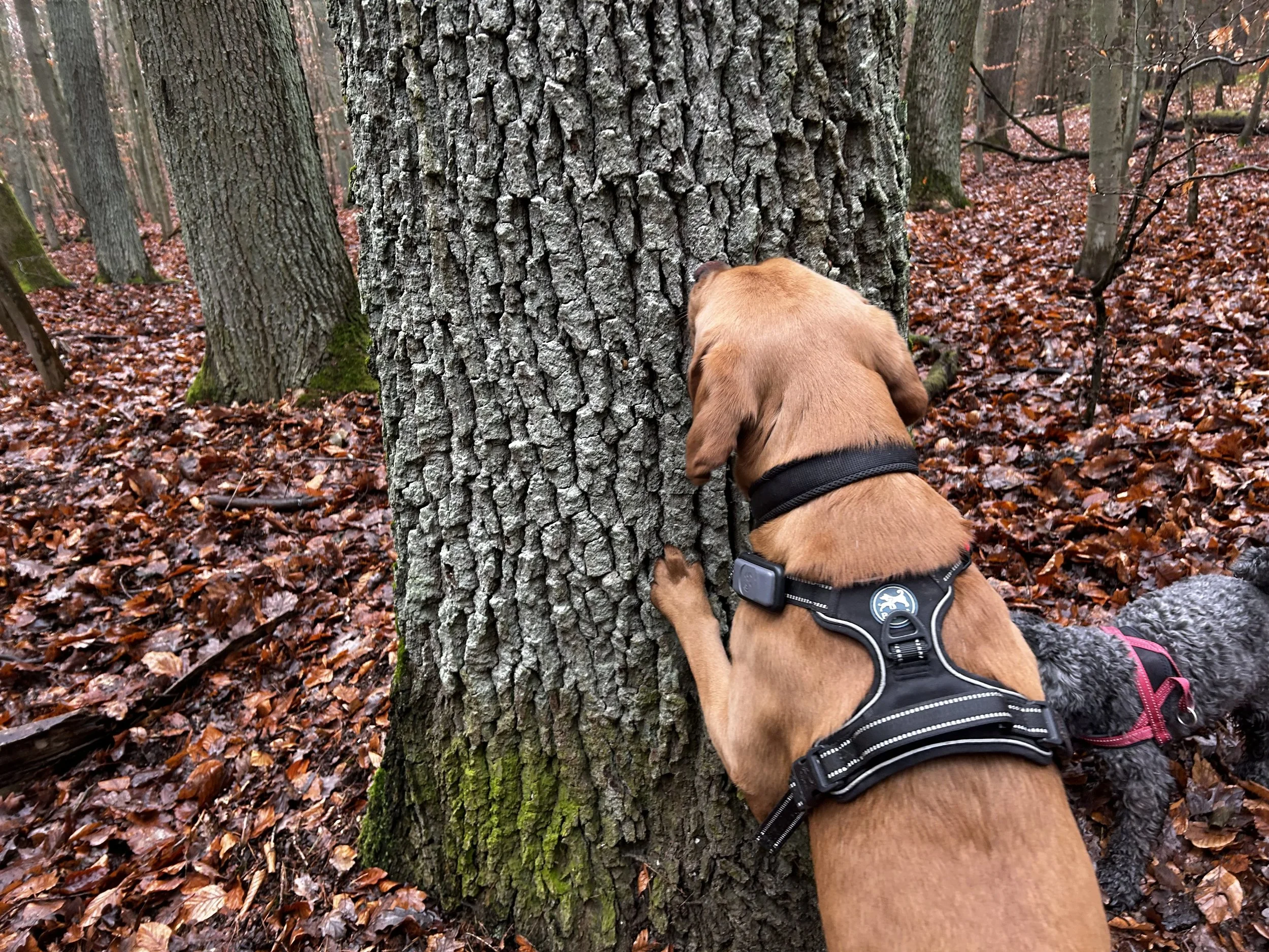 Ein Hund schnuppert an einem Baum im Herbstwald, umgeben von Laub auf dem Boden.