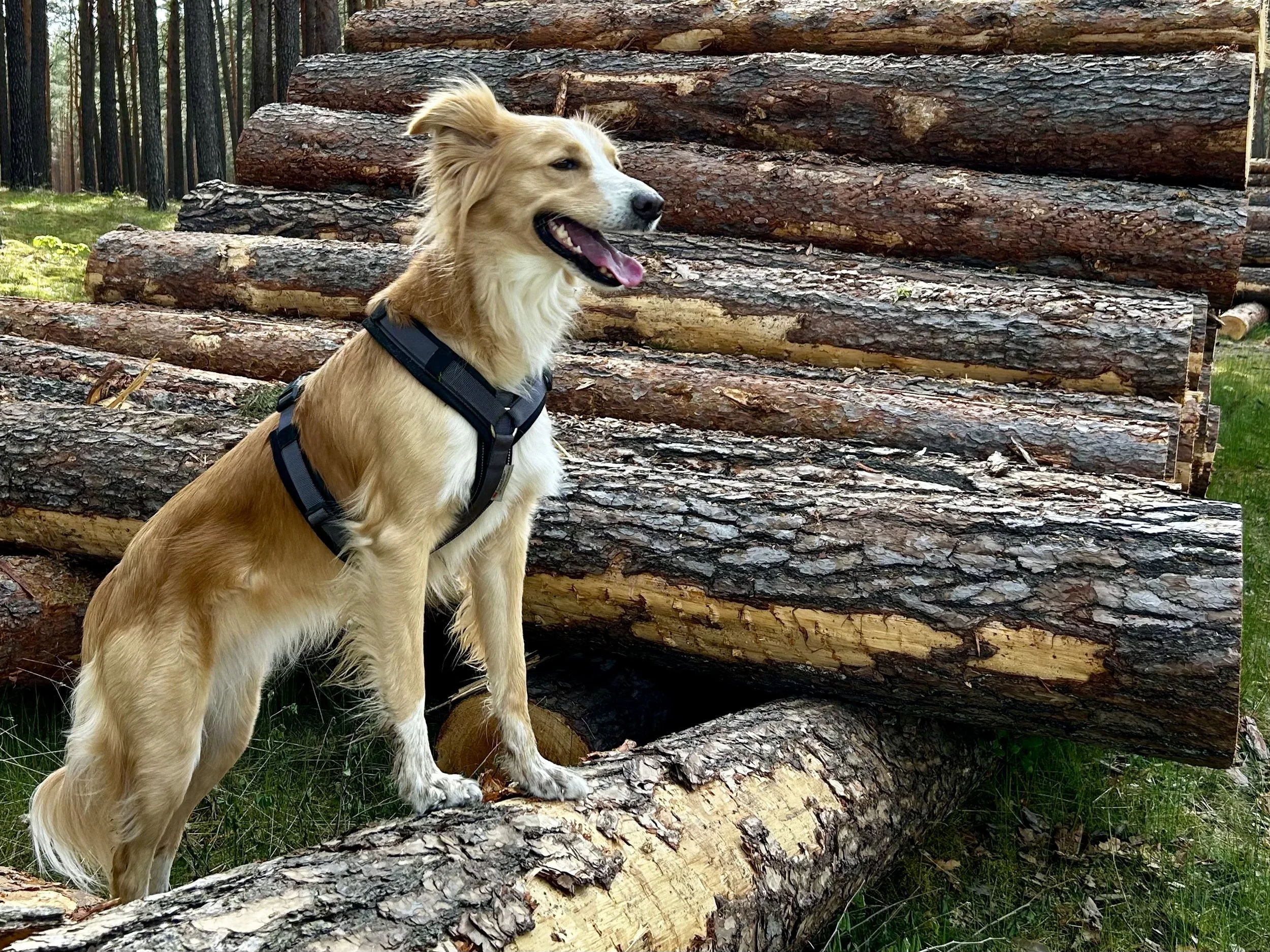 Abenteuer Wald: Hund mit schwarzem Geschirr in einem Wald bei einer Holzstapelunterlage.