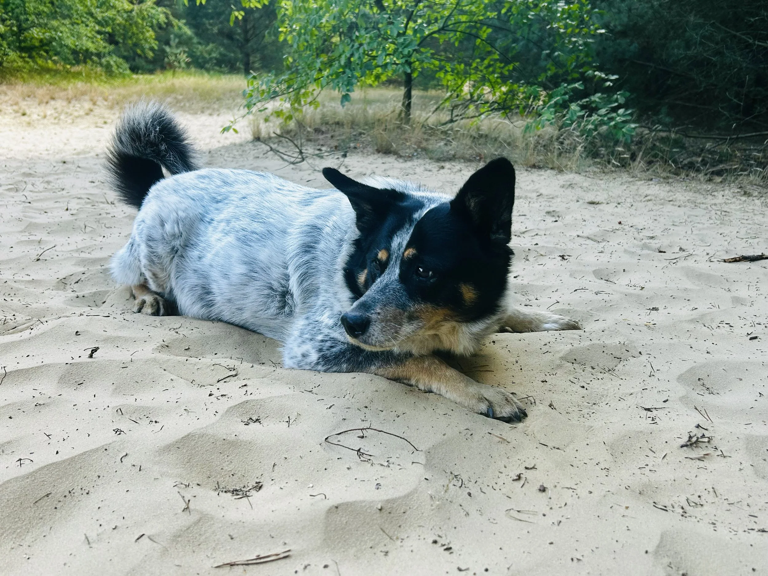 Ein Hund mit schwarzem und weißem Fell liegt auf dem Sand in einer natürlichen Umgebung mit Bäumen und Sträuchern.