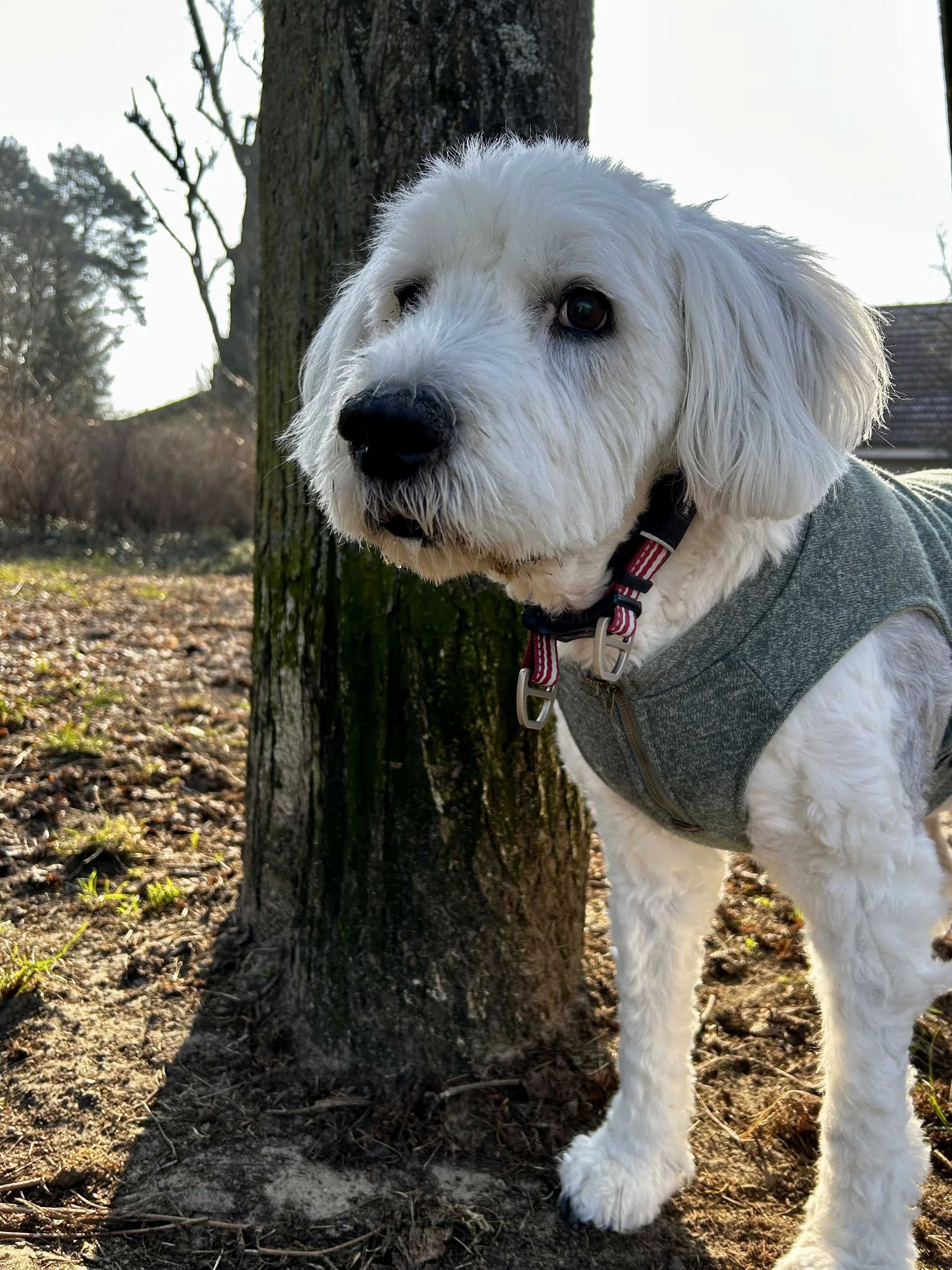 Weißer Hund mit grauem Mantel vor Baum im Freien, im Hintergrund Bäume und Himmel.