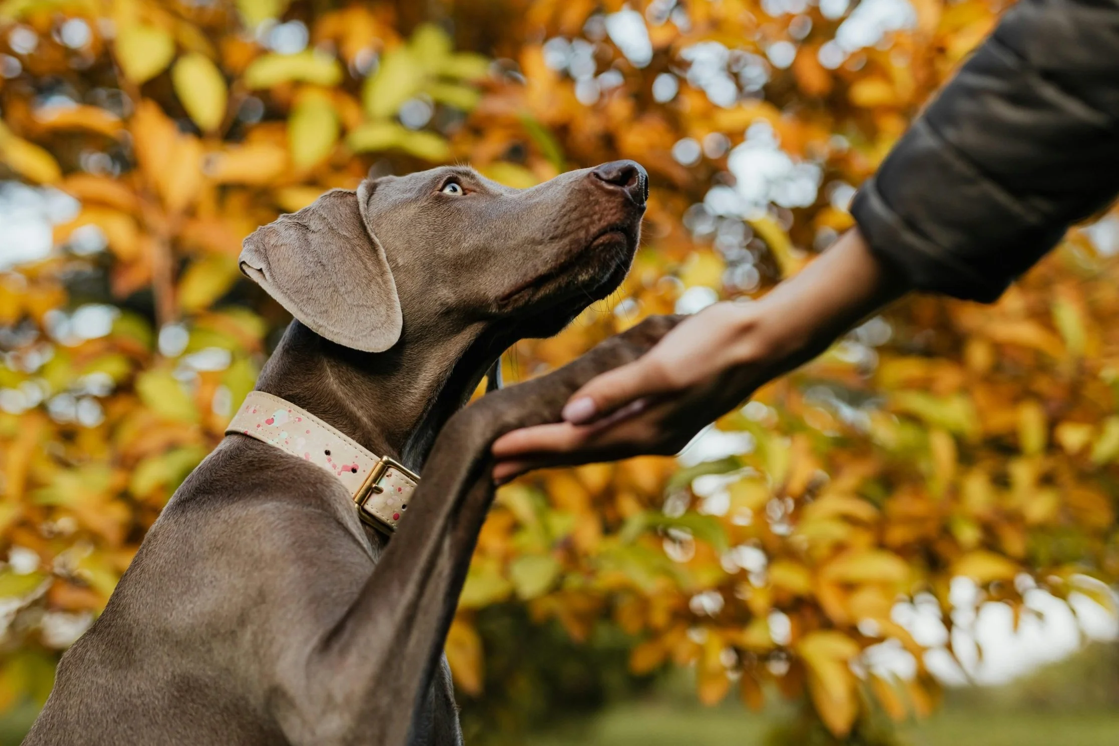 Ein grauer Hund mit heller Halsband, das auf der grünen Wiese steht, streckt die Pfote nach einer Hand aus, im Hintergrund bunte Herbstblätter.
