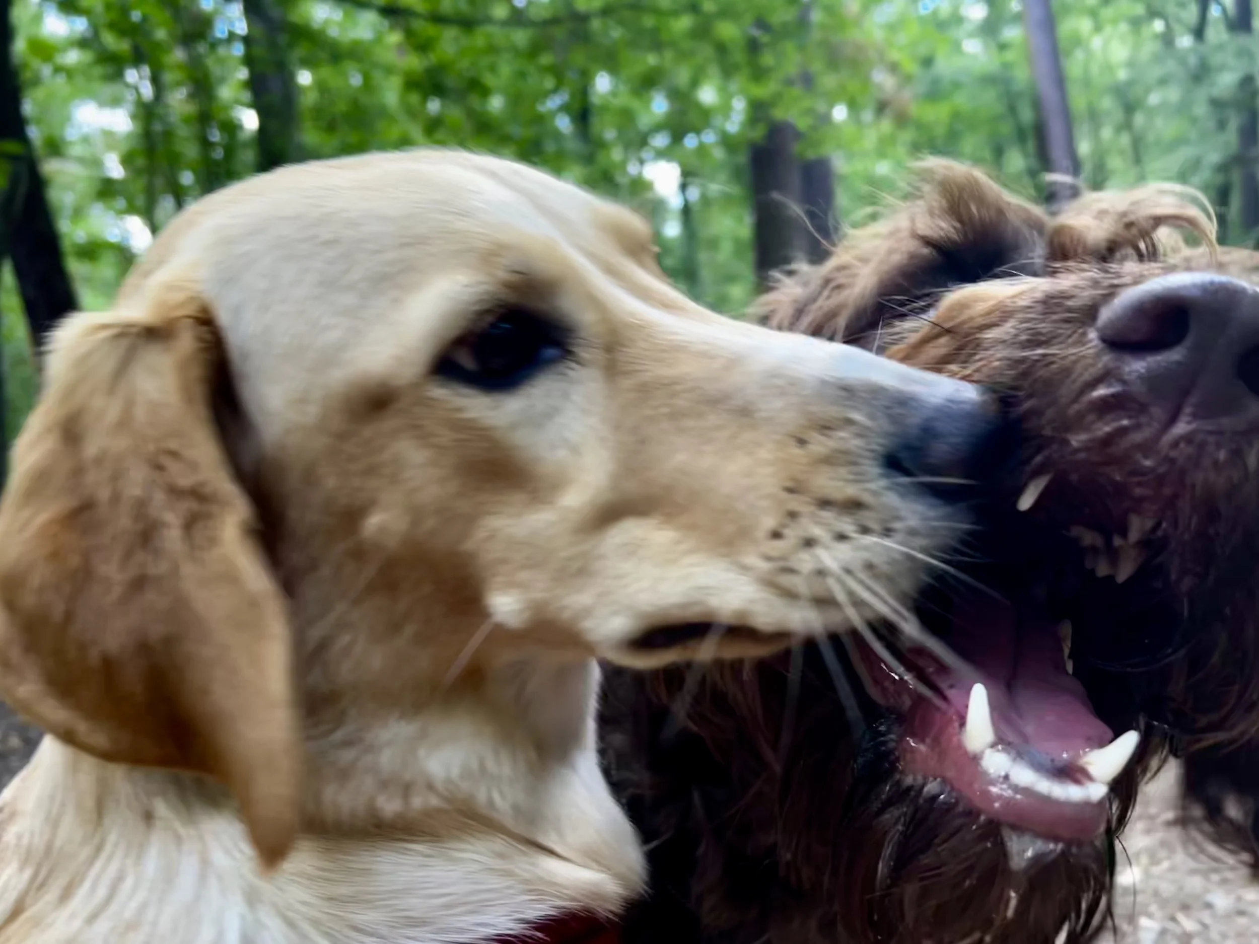 Zwei Hunde im Gespräch im Wald, einer ist ein beige-gelber Dackel und der andere ein brauner, langerhaariger Hund.