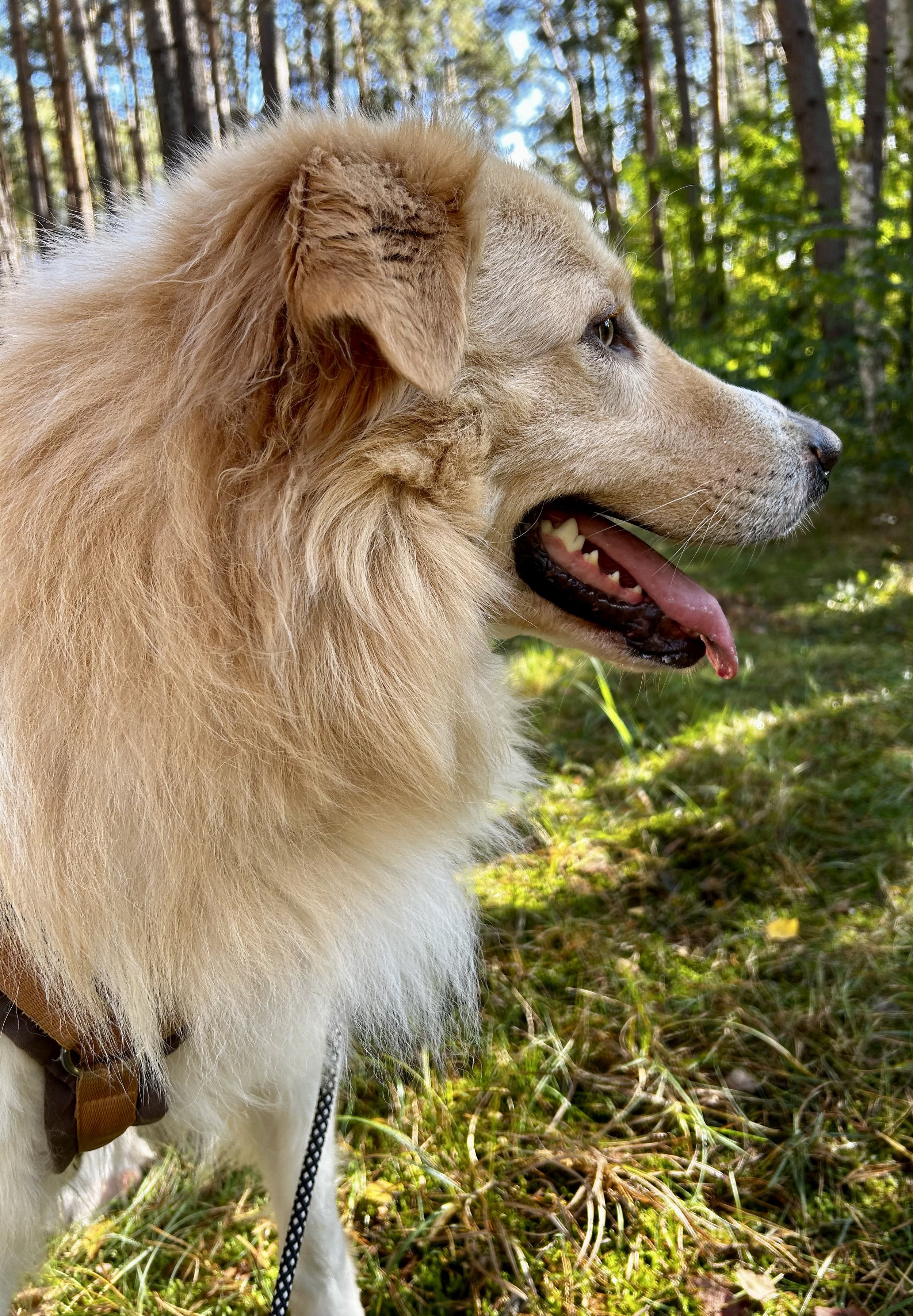 Ausgeglichener Hund mit goldenem Fell und offener Zunge steht in einem Wald auf grünem Gras, umgeben von Bäumen.