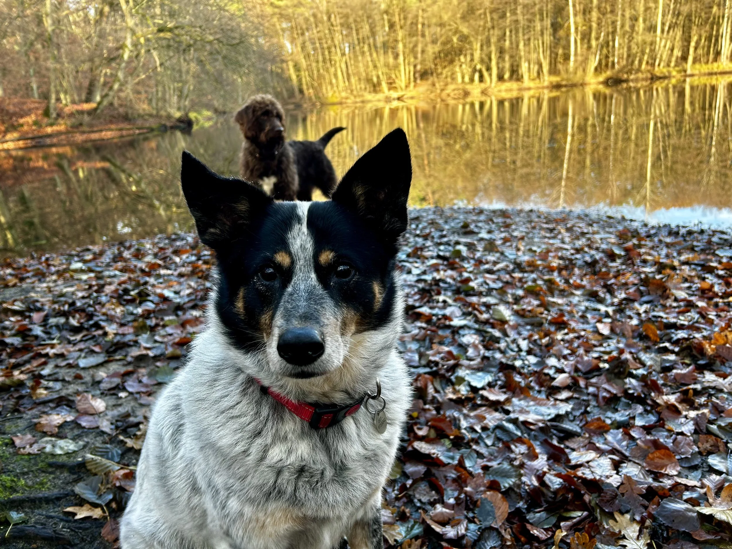 Zwei Hunde vor einem Teich im Herbst, einer besonders im Vordergrund, bunter Laub bedeckt den Boden, Bäume spiegeln sich im Wasser.