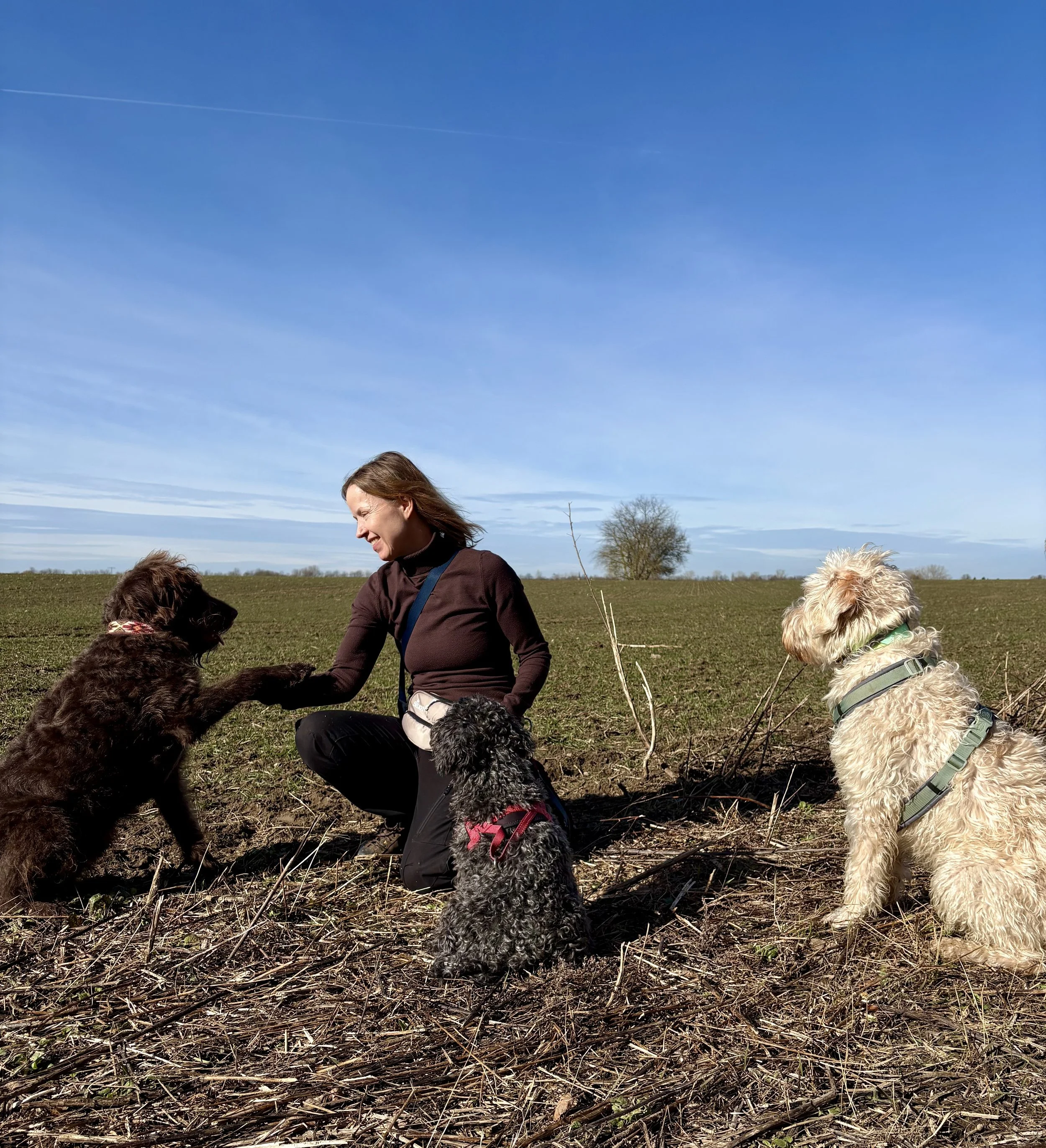 Frau mit drei Hunden in einer offenen, grünen Landschaft bei sonnigem Wetter.