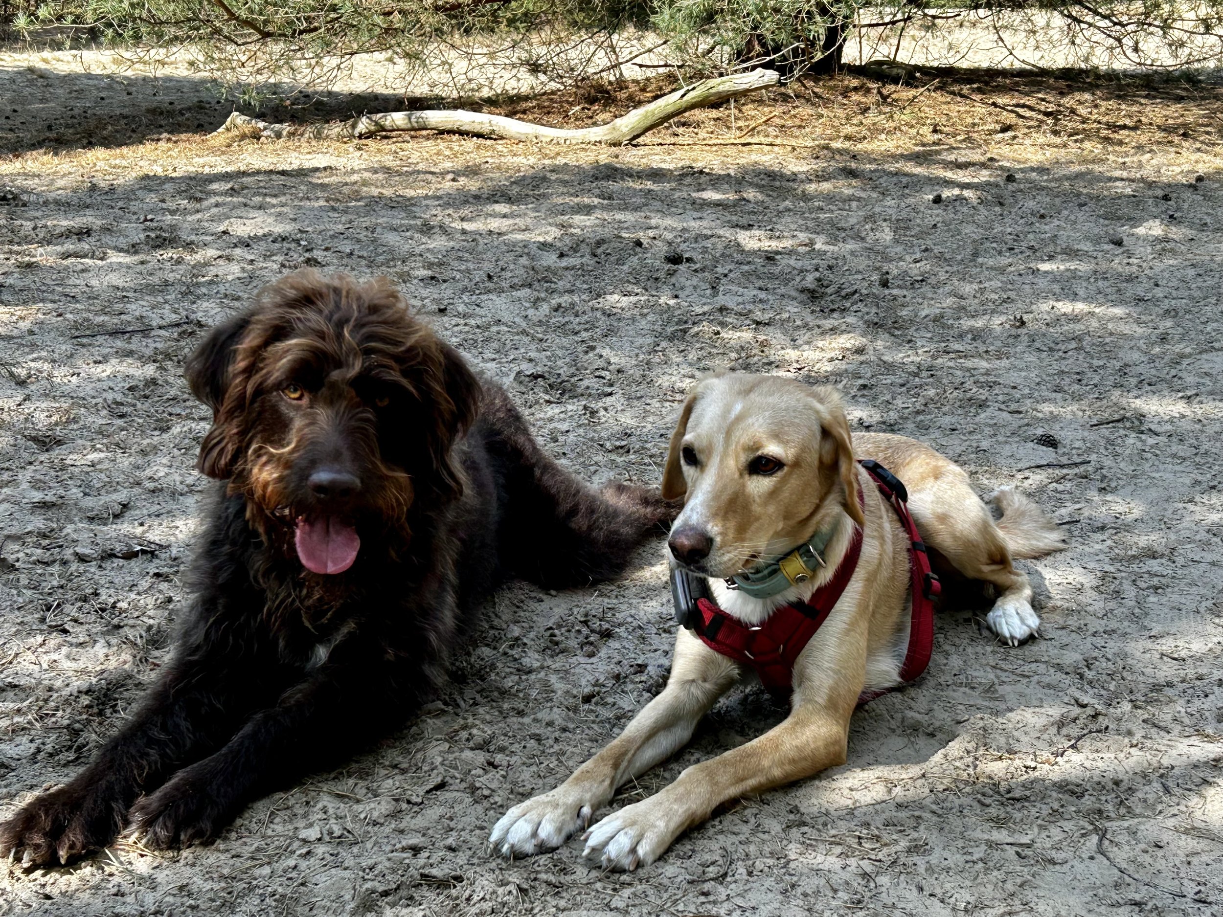 Zwei Hunde liegen auf trockenem, schattigem Boden im Freien, eines ist braun und das andere ist beige, beide tragen Hundegeschirre.