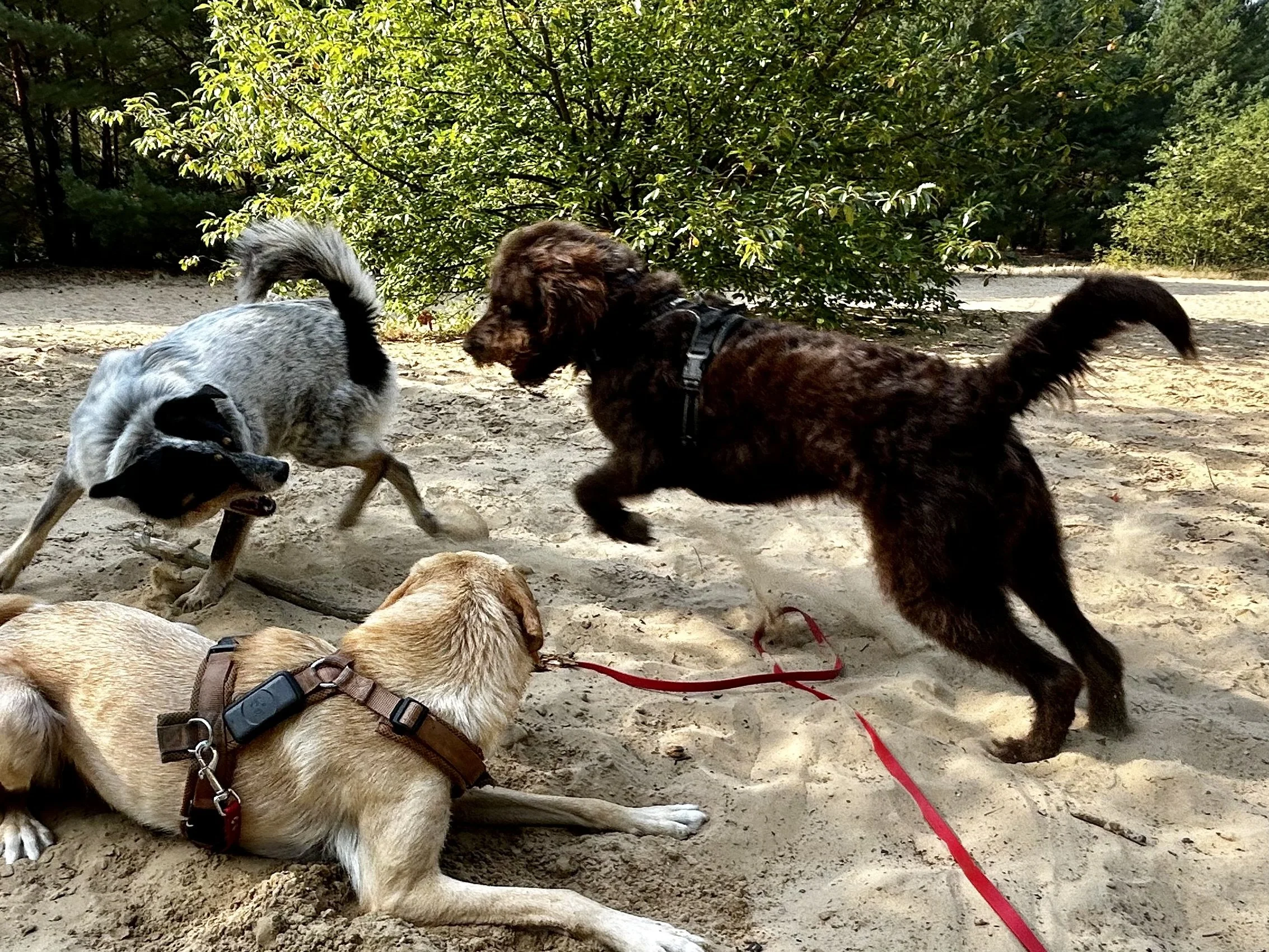 Vier Hunde spielen auf einem Sandweg in einem Waldgebiet, umgeben von Büschen und Bäumen.