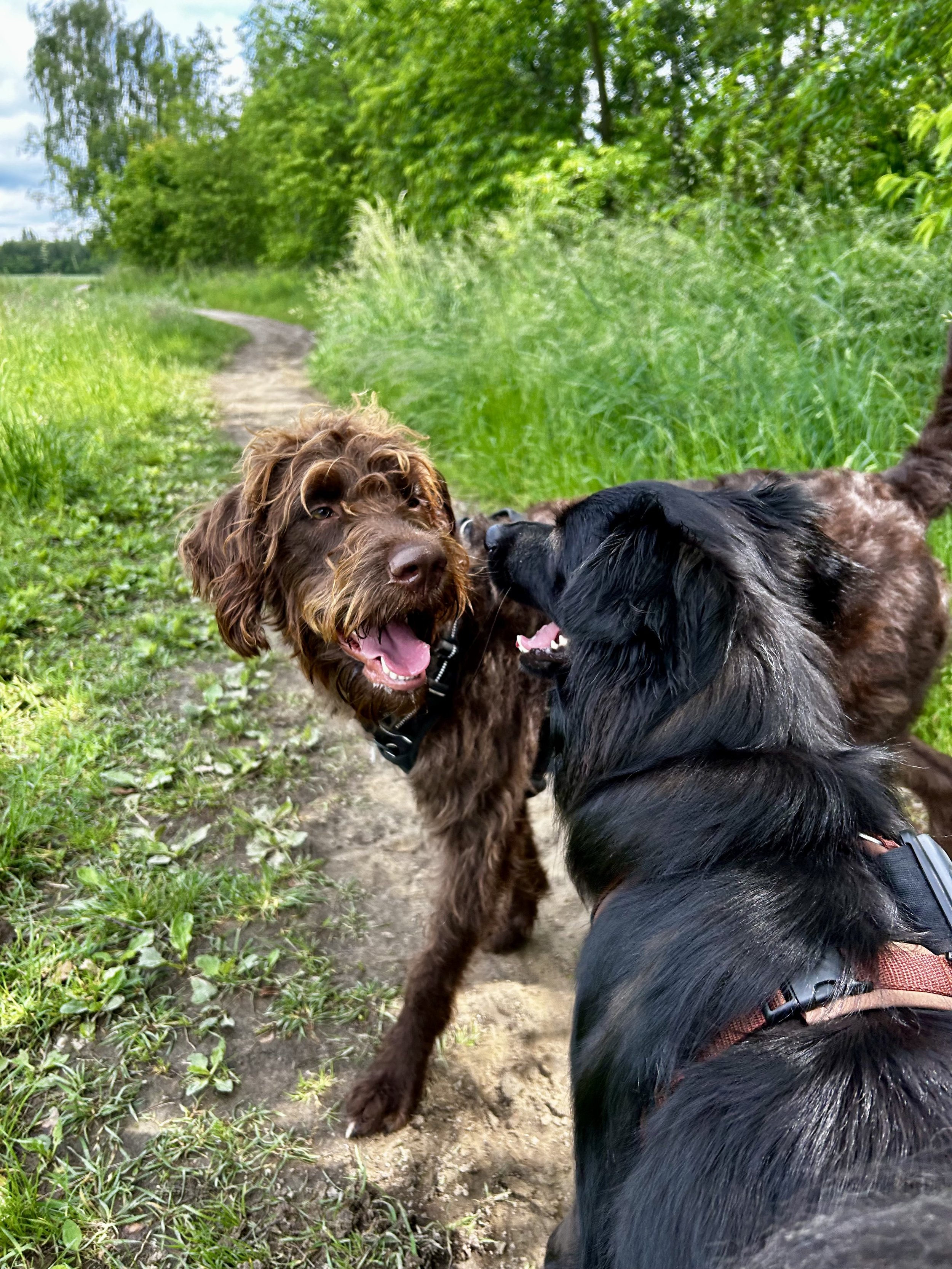 Hundespiel / Sozialkontakt: Zwei Hunde spielen fröhlich auf einem Waldweg, umgeben von grünen Bäumen und Gras.