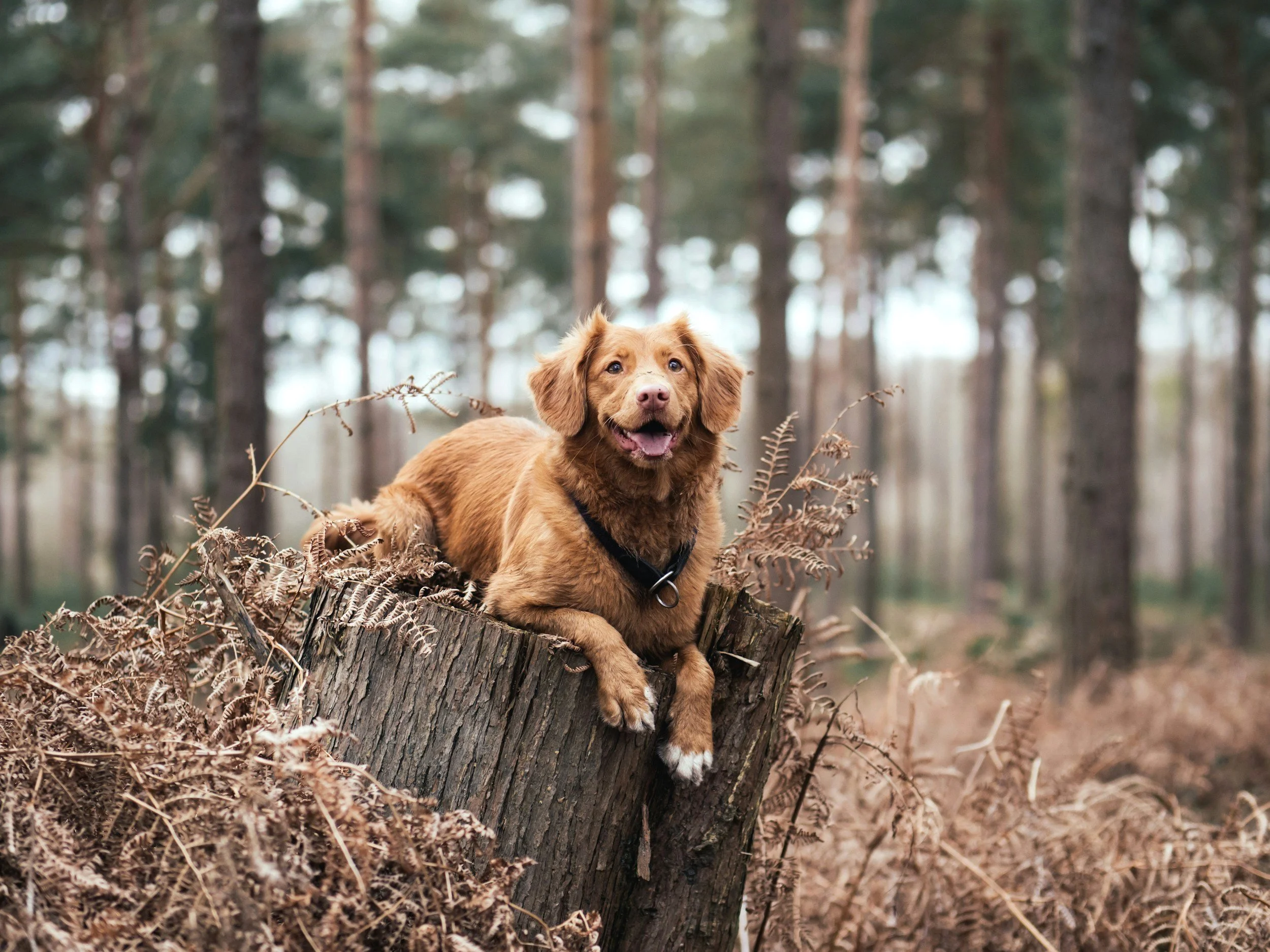 Dogwalking / Gassiservice: Ein brauner Hund liegt auf einem Baumstumpf in einem Wald mit Bäumen im Hintergrund.