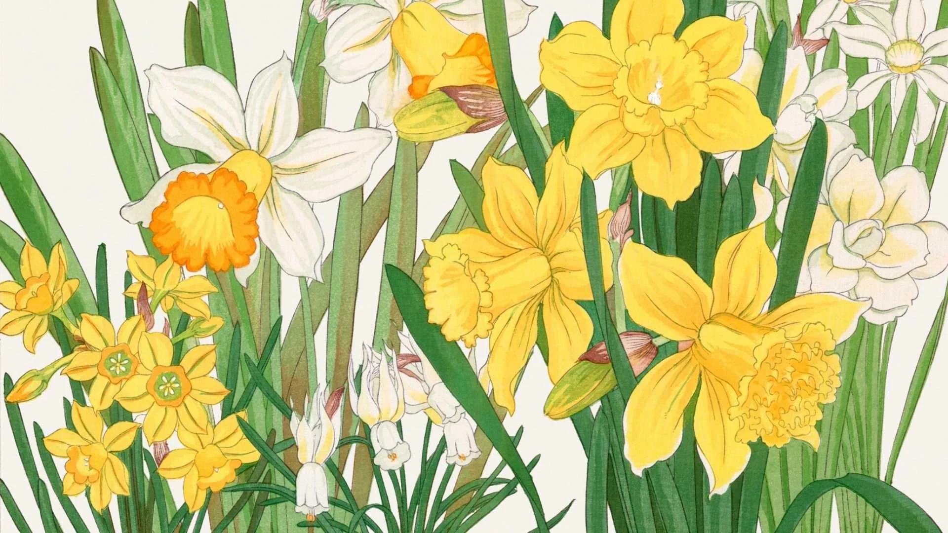 Daffodils Frame TV art