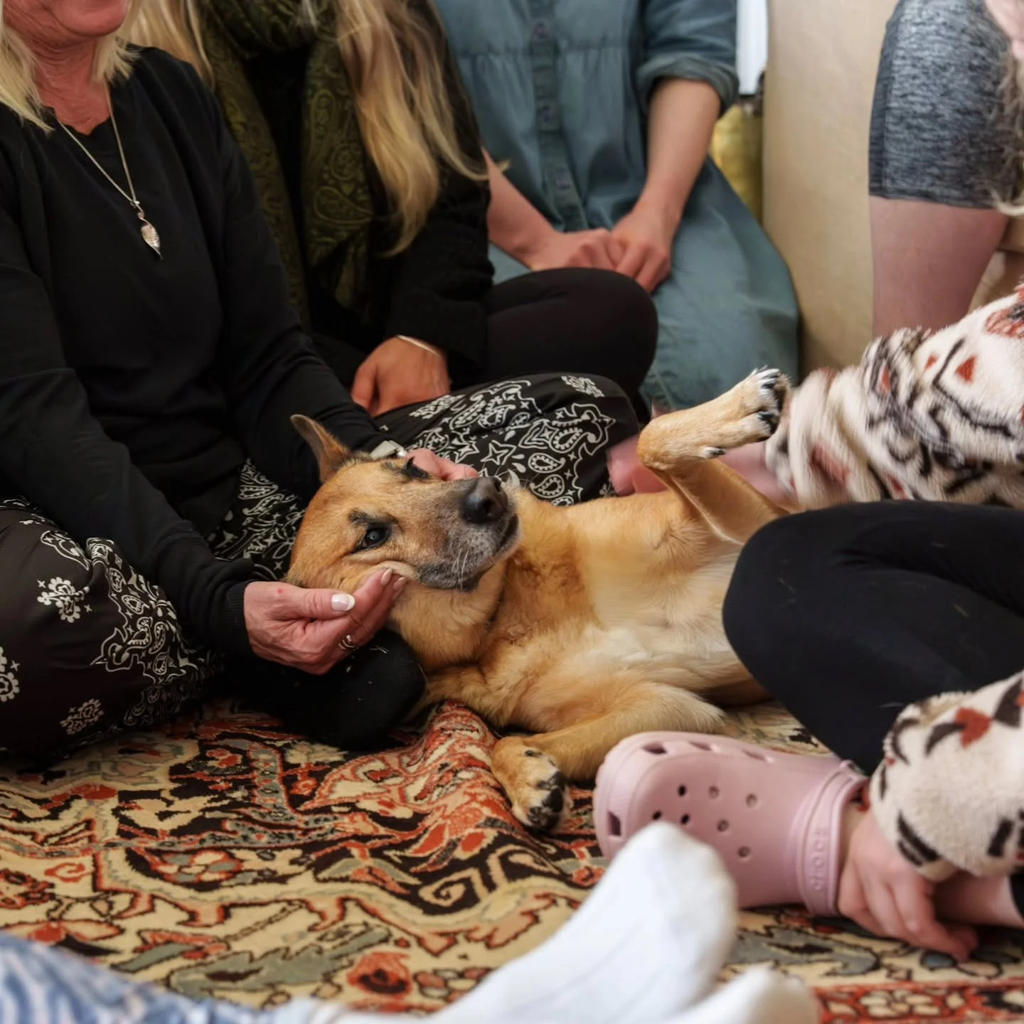🐾

Life as a yoga teacher's dog: 

✅ Aromatherapy all day 
✅ Big light is unused 
✅ Chill vibes only 
✅ My human will stand in the forest for hours 
✅ I'm low-key famous 
✅ Retreats mean belly rubs galore 🔥

Please sign up to more of MY events, tha