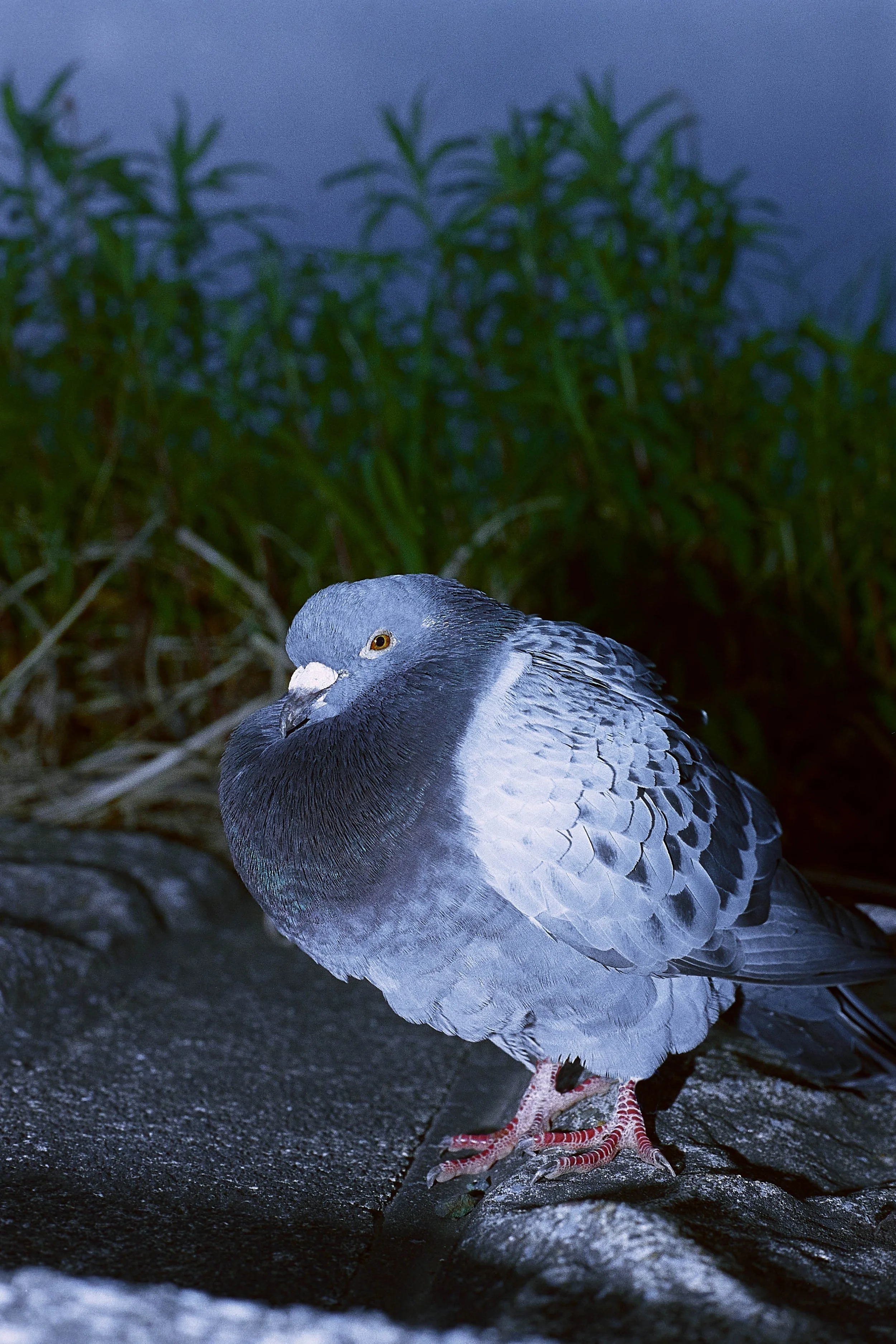 happy_pigeon.jpg