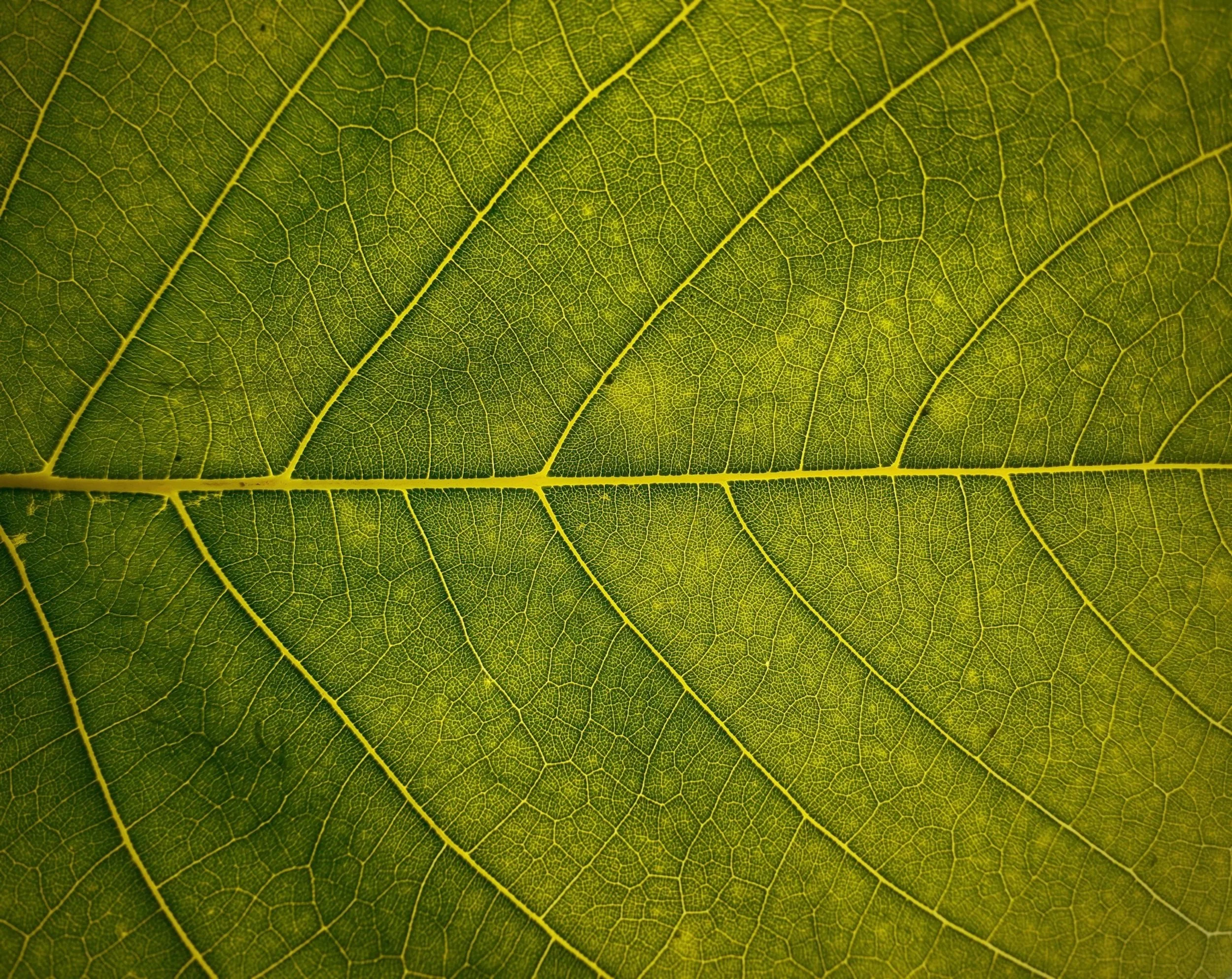 Close-up of a green leaf showing detailed vein structure.