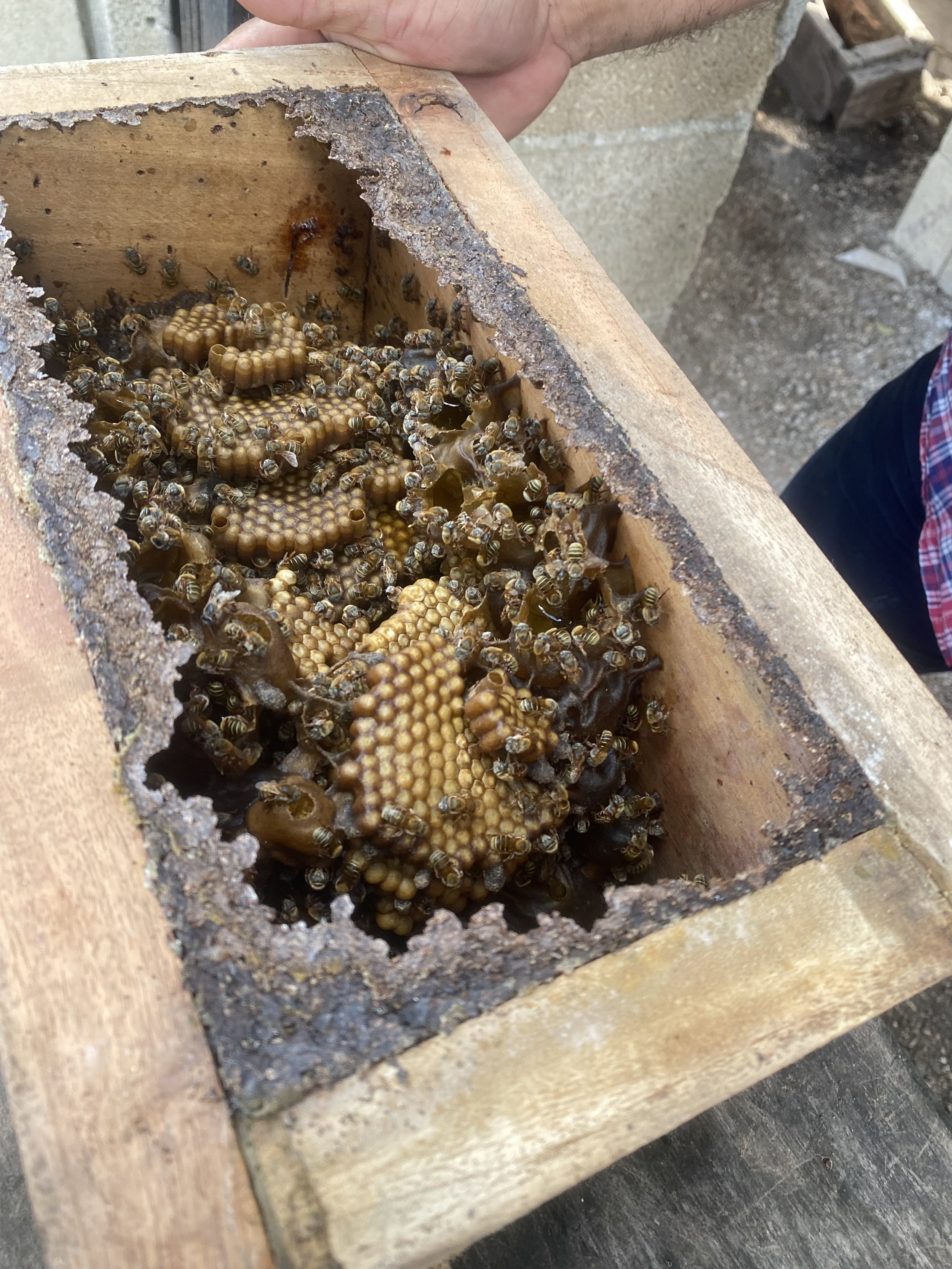 A colony of Melipona beecheii or "Xunán Kaab" in Yucatán, México