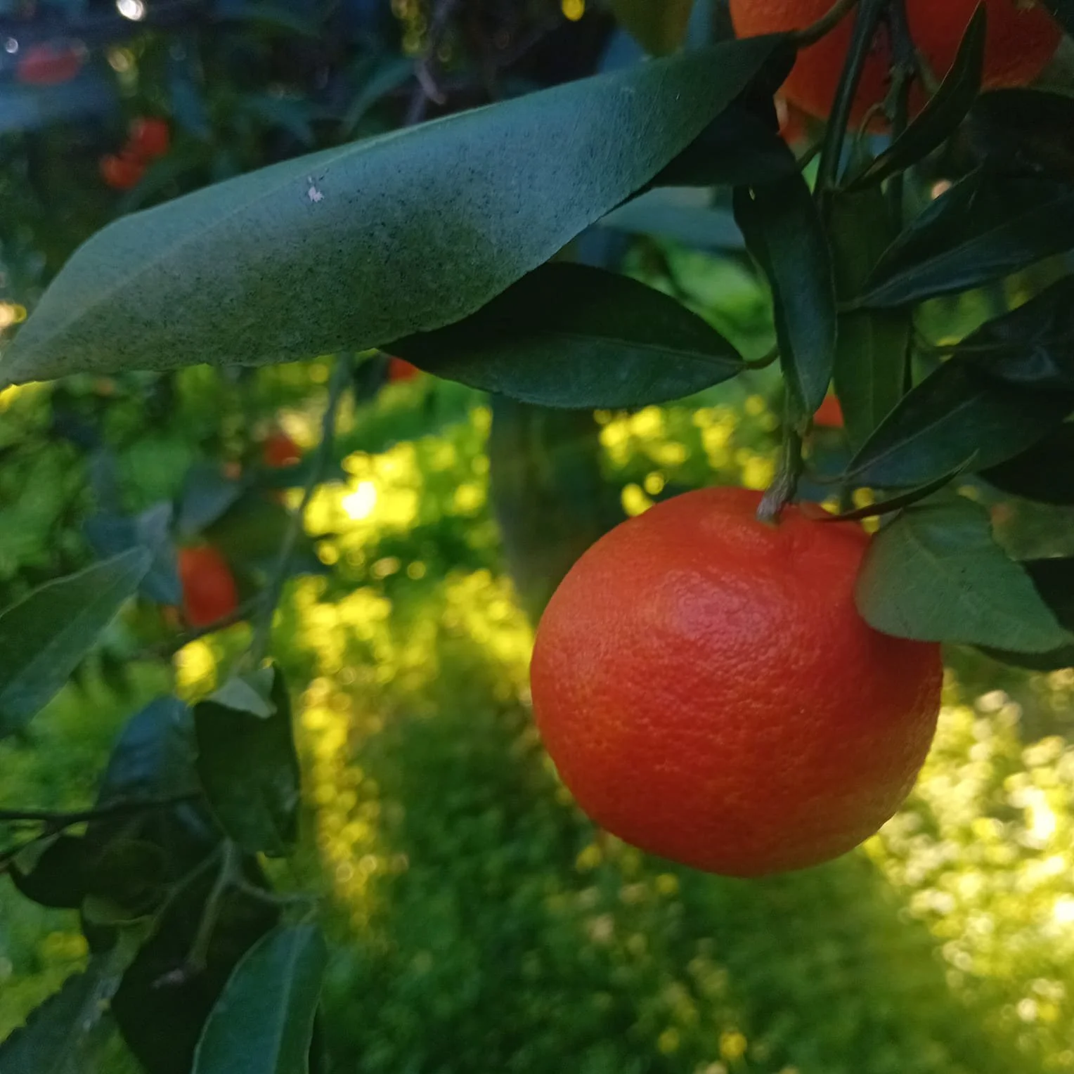 WhatsApp Image 2024-12-18 at 16.51.20.jpeg (Copia)