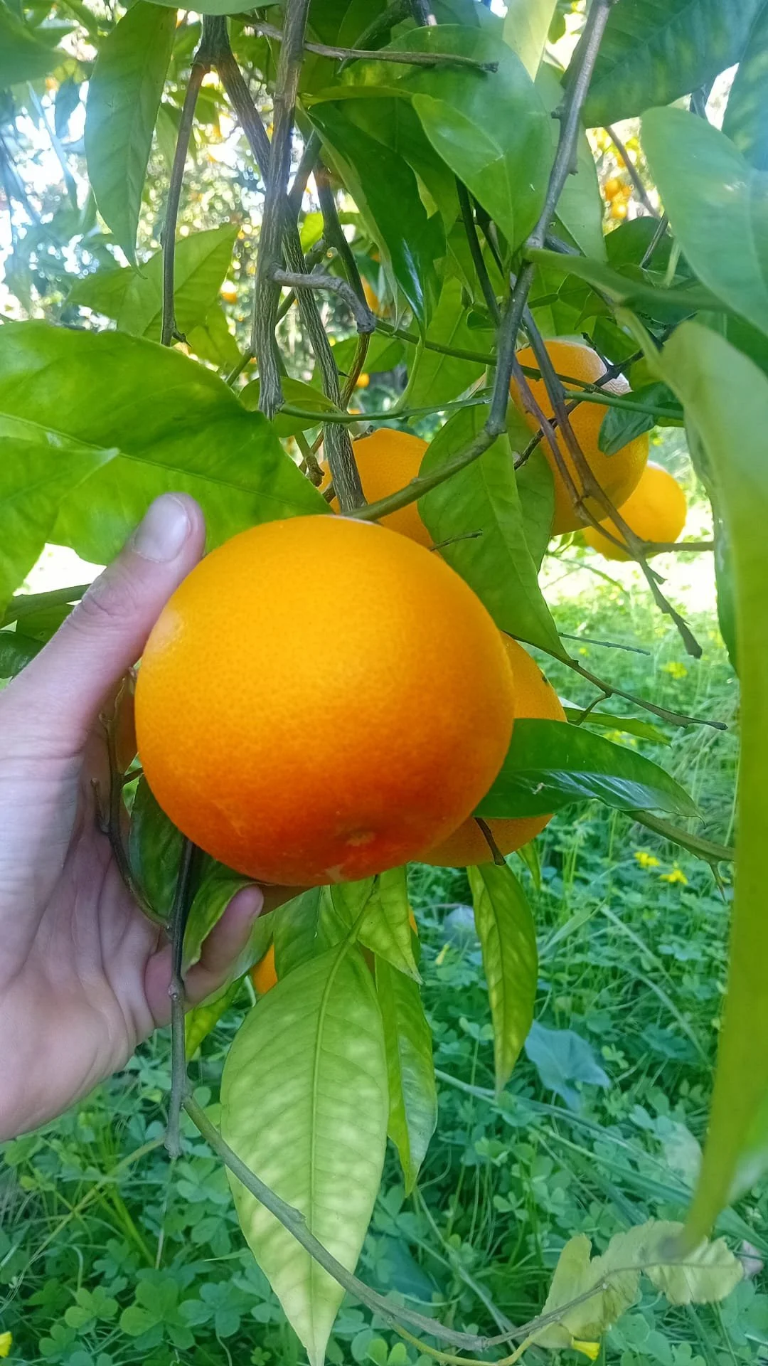 cassetta mix Tarocco Marzolo Limone da 10 Kg