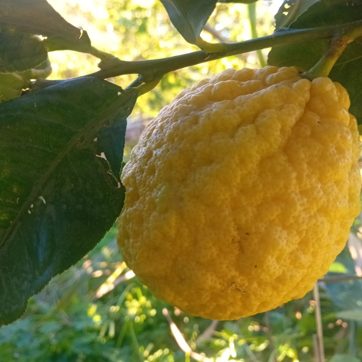 Casseta di cedri 10 kg