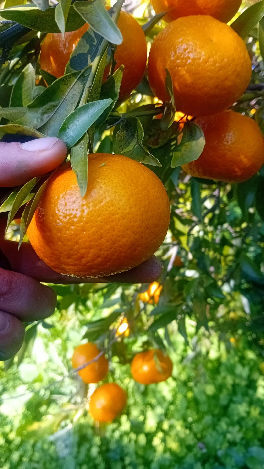 cassetta di mandarini palermitani 5 Kg