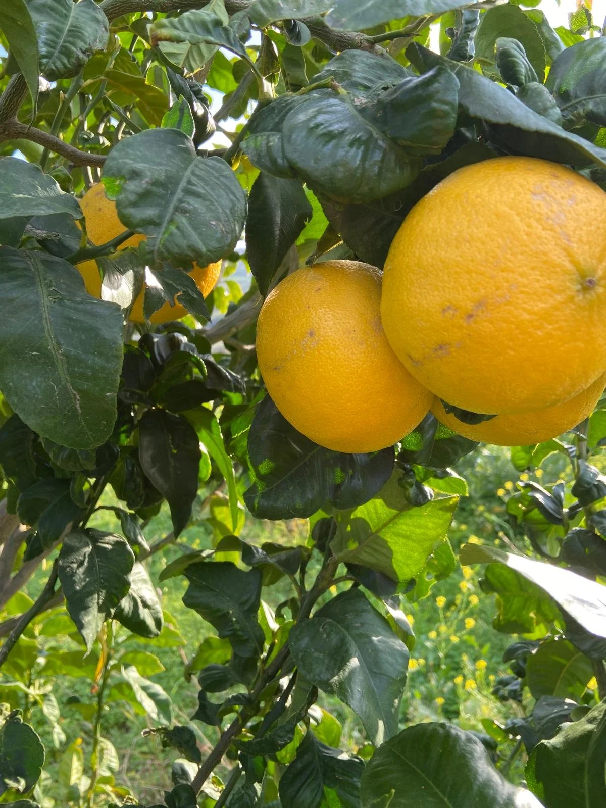 cassetta di bergamotti 5 kg