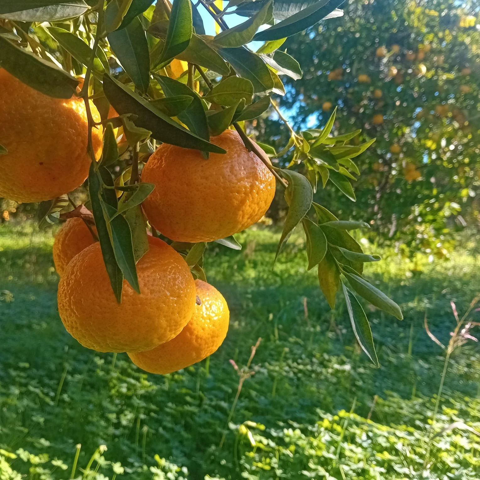mandarini palermitano 2,5 €/Kg