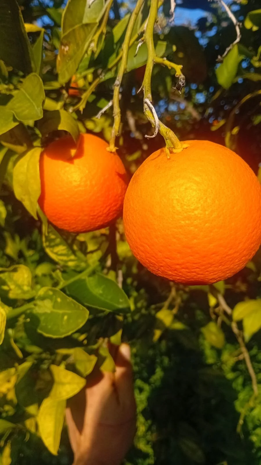 cassetta di arance vaniglia 5 Kg