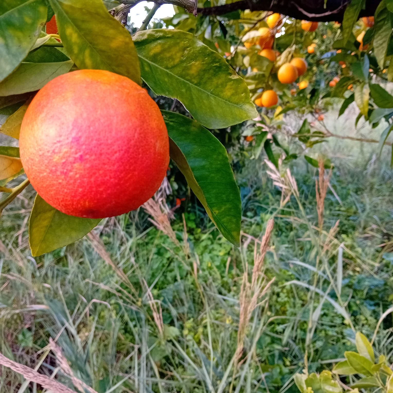 WhatsApp Image 2026-02-01 at 18.21.13.jpeg