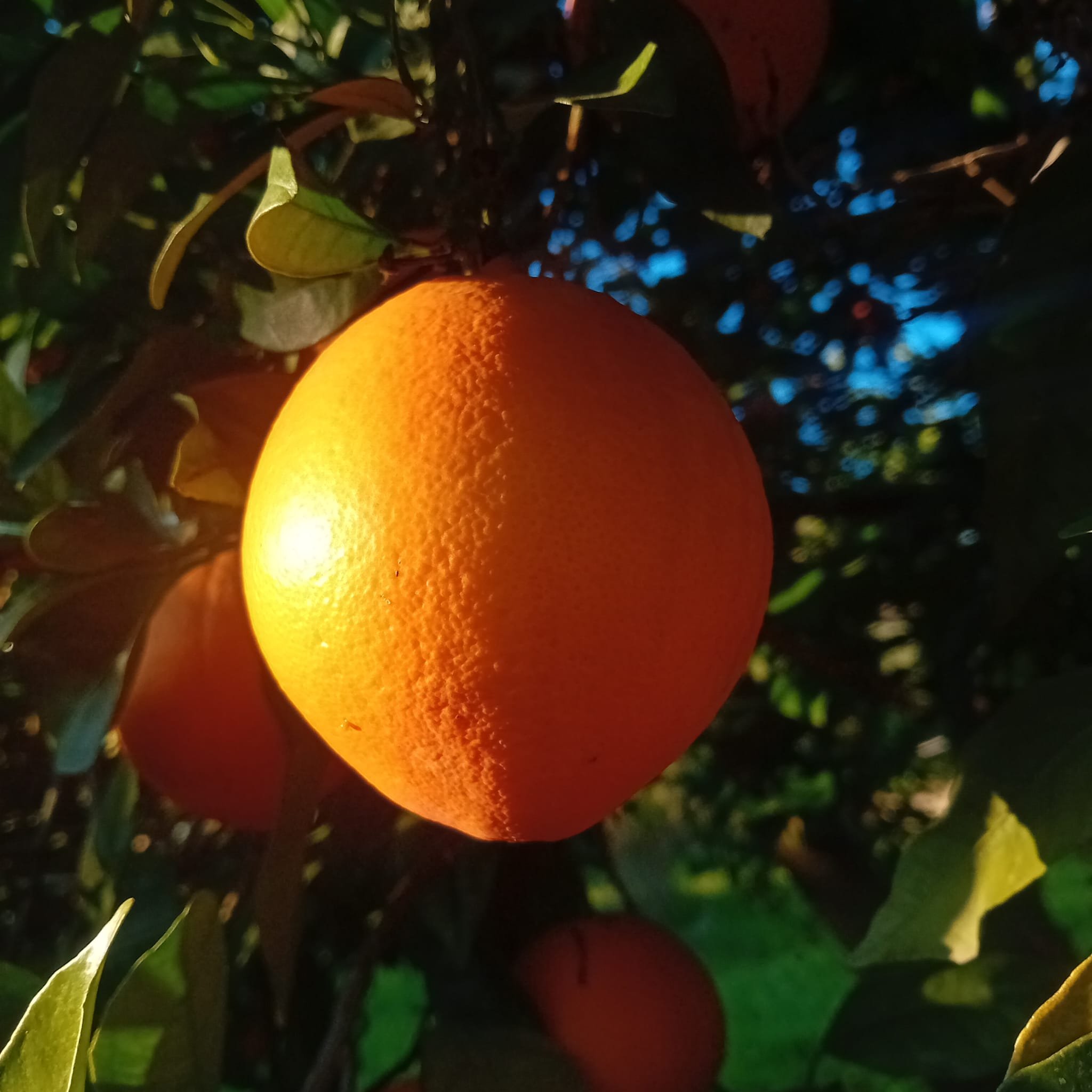 cassetta mix Navel Clementini Limoni da 10 Kg