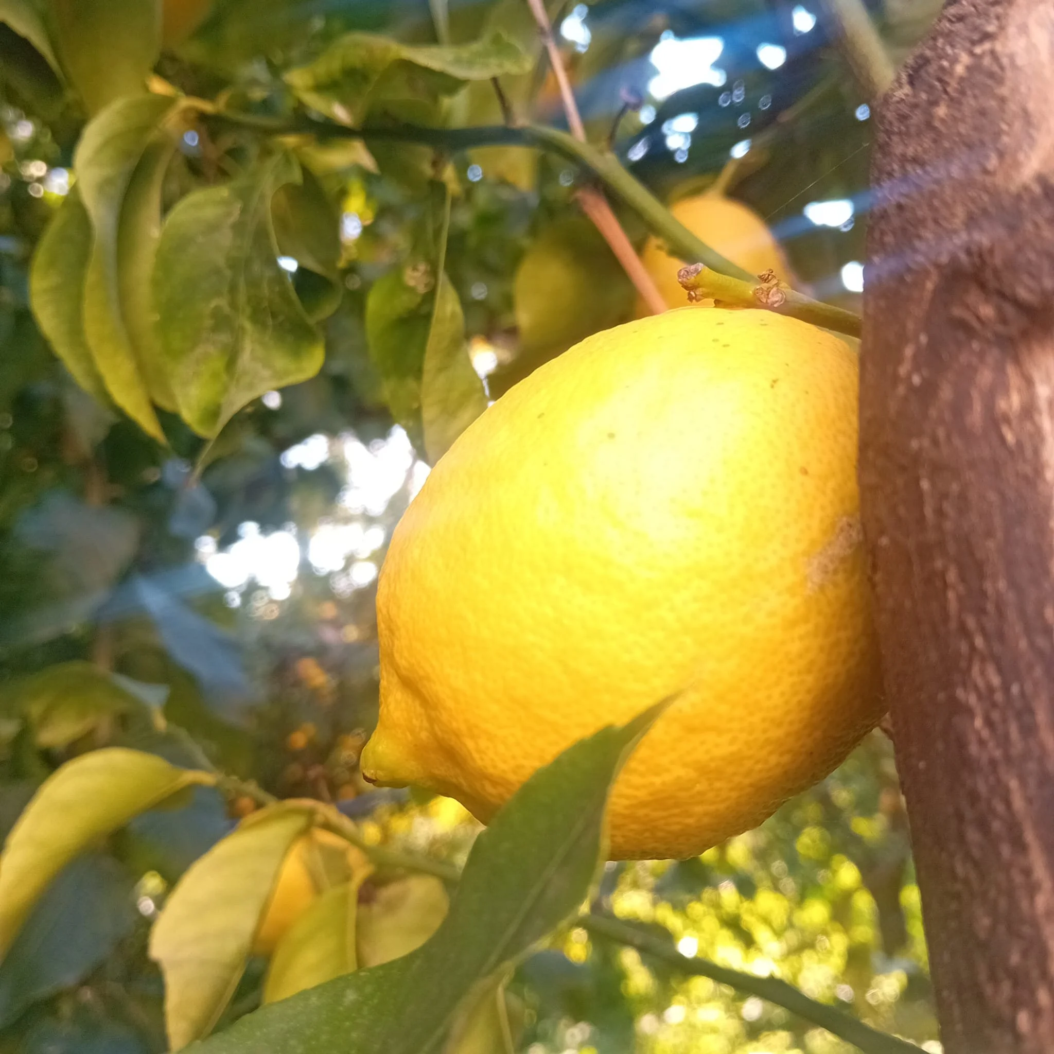 cassetta di limoni 10 kg