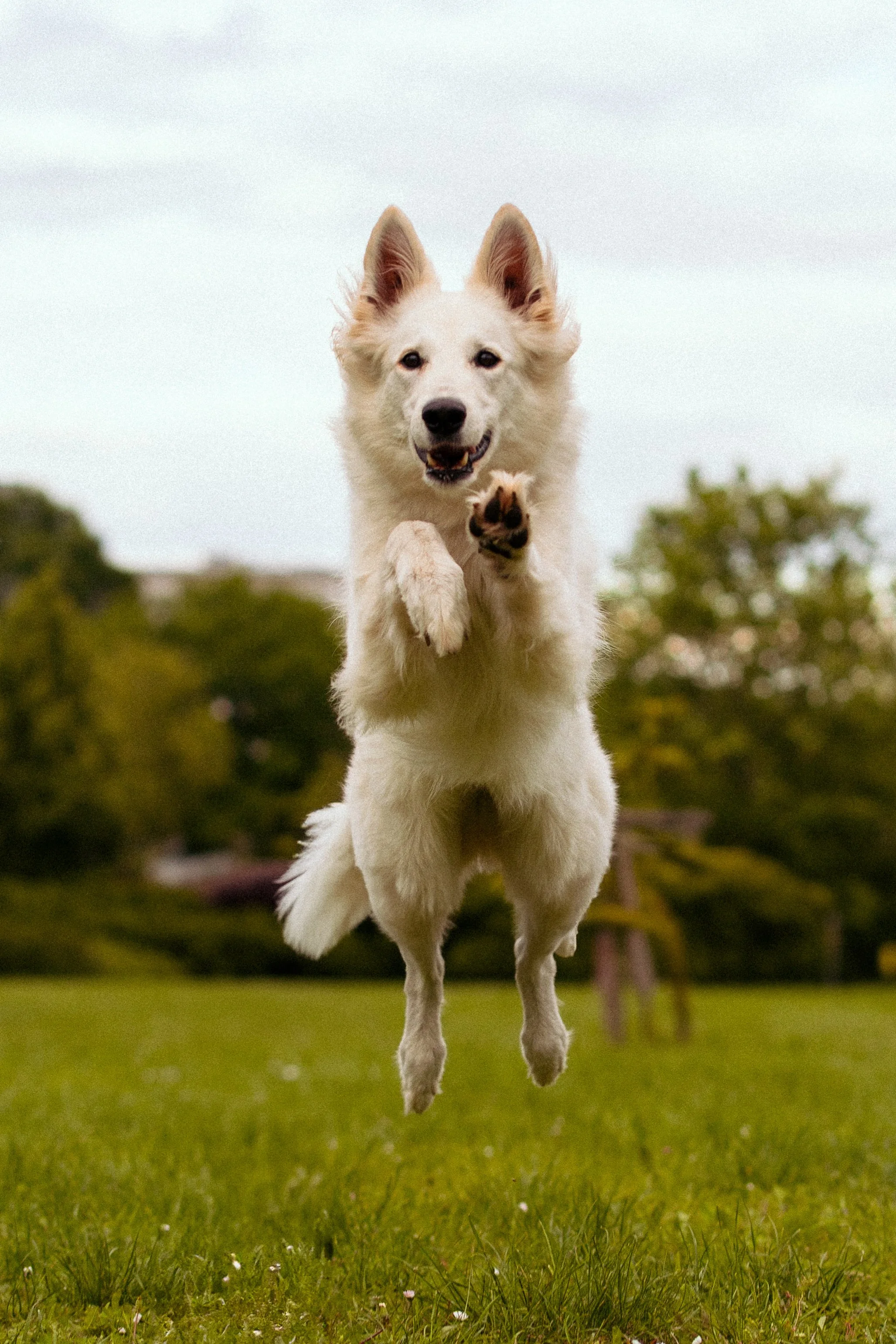 3+1 vásárhelyi helyszín kutyafotózáshoz