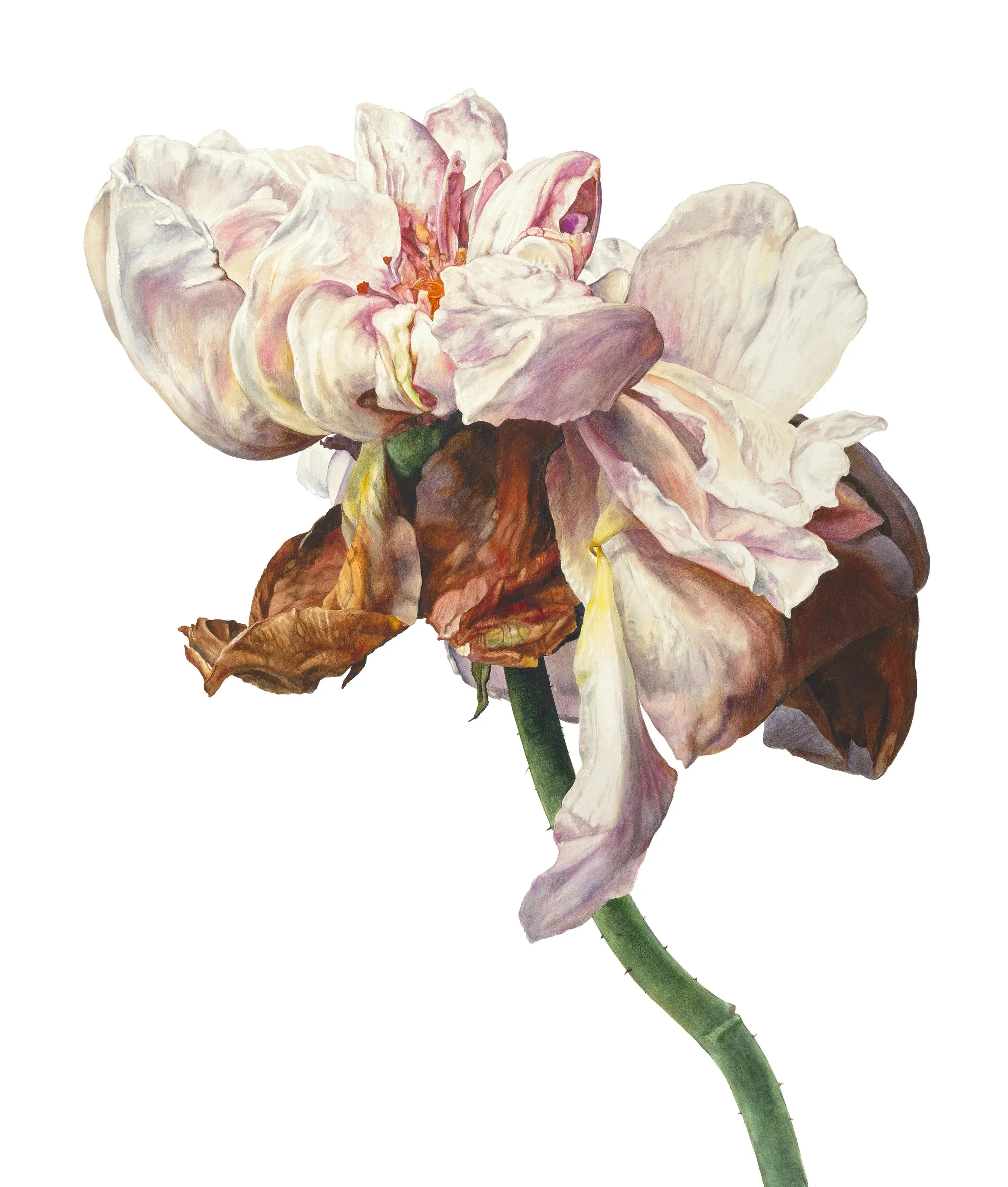 Botanical Artwork by British Artist Rosie Sanders | Buy Art Online & Get Delivered Direct To Your Door | Roses, Flowers, Plants, Botanic Paintings Large Artwork