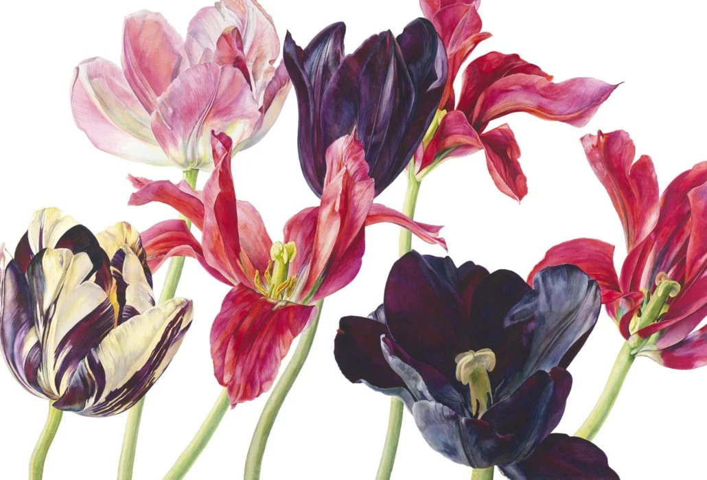 Rosie Sanders UK Botanical Artist | Buy Art online direct from the artist | Devon based artist | Roses Flowers Plants Landscapes Art  | Tulips "A Sweet Disorder"