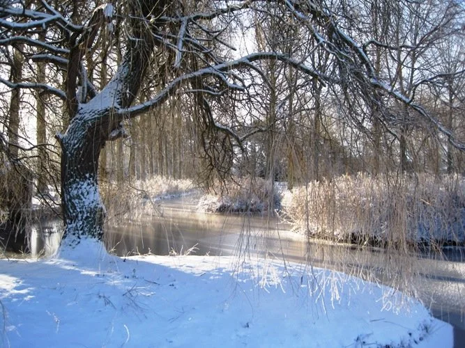 winter willow.jpg