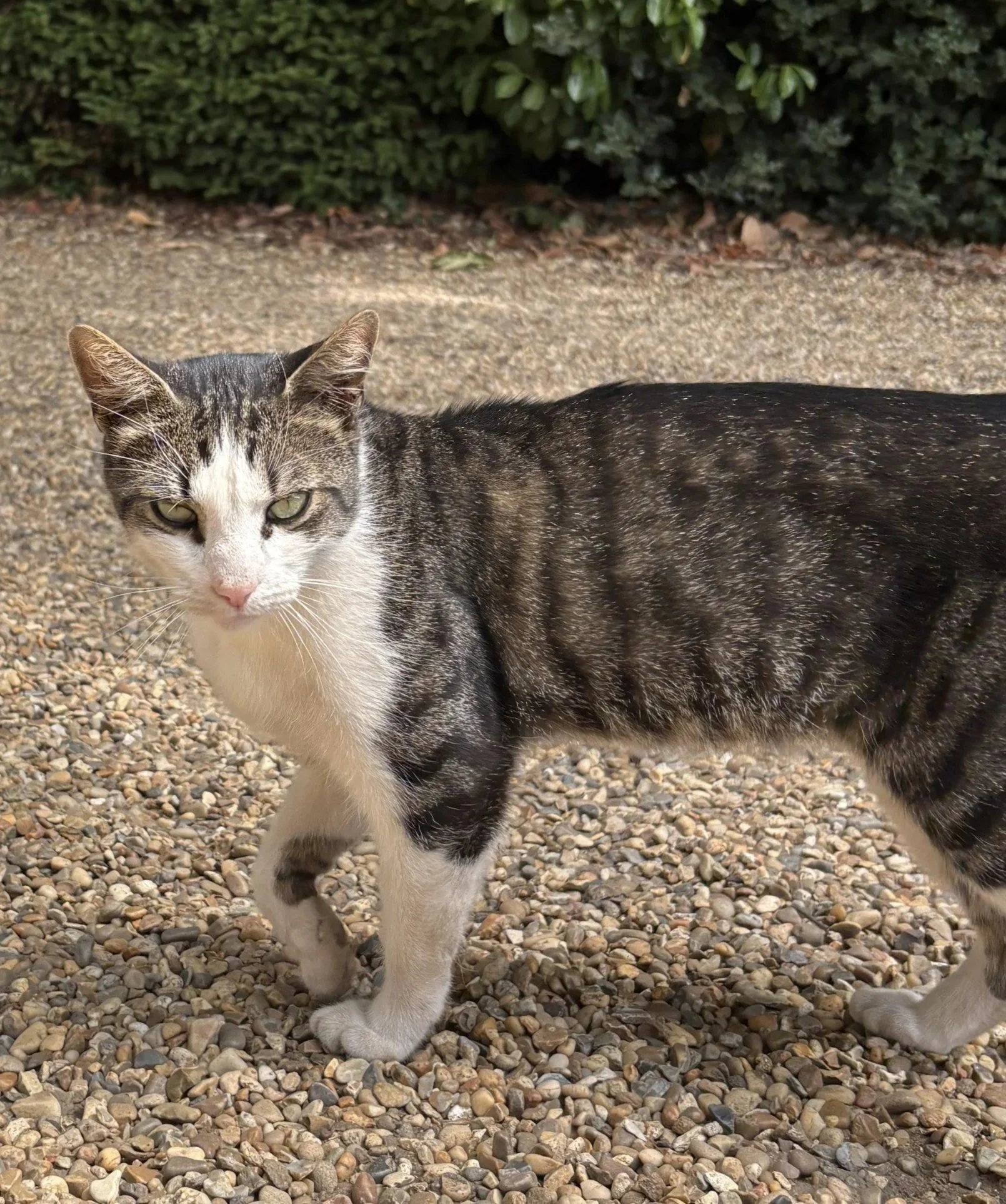 A close-up of a tabby and white cat with green eyes, looking up at the camera.