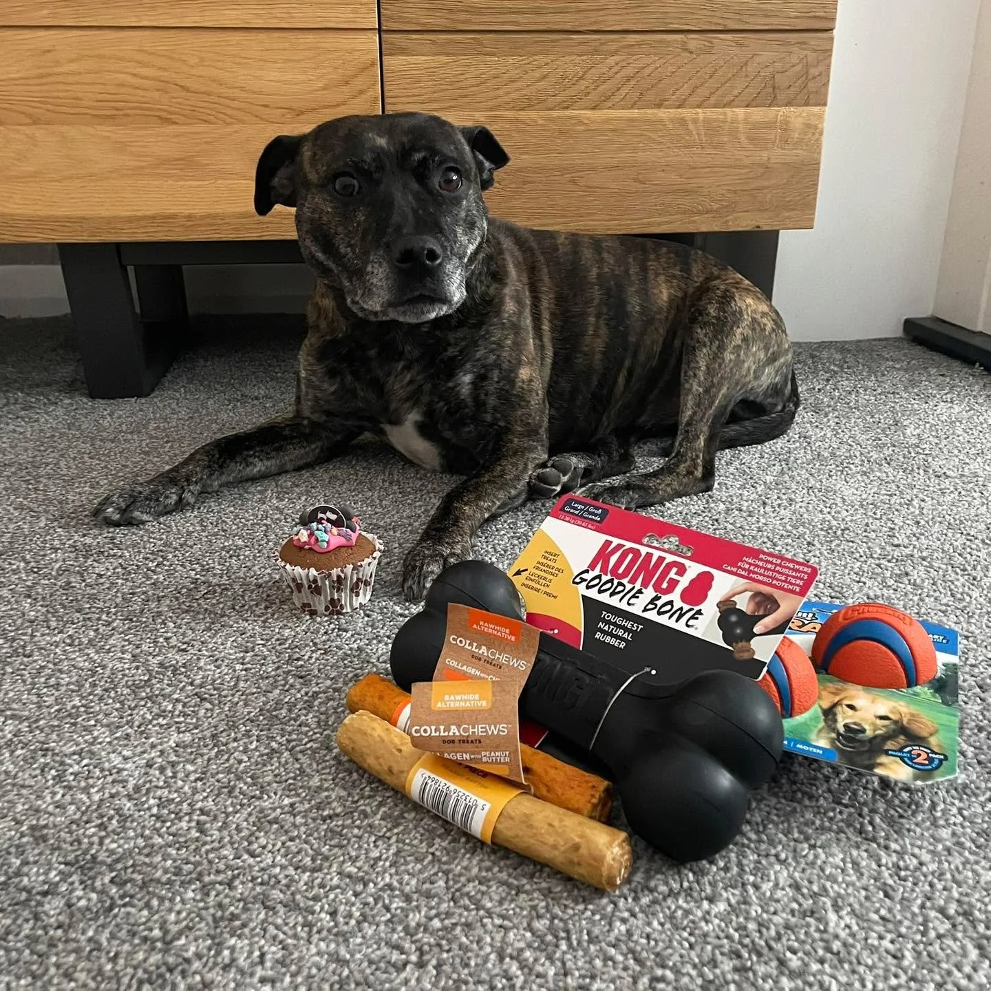 Happy 7th Birthday to the queen of the house Darcie Foden πΎπ 
I promise she’s a happy girly, just hates her photo being taken πΈ