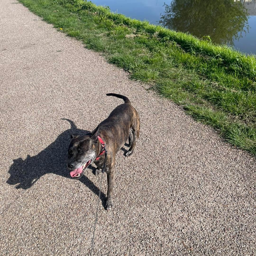 Lunchtime time walkies with Madam Darcie. Who else is loving this sunshine? ☀️ 🐶