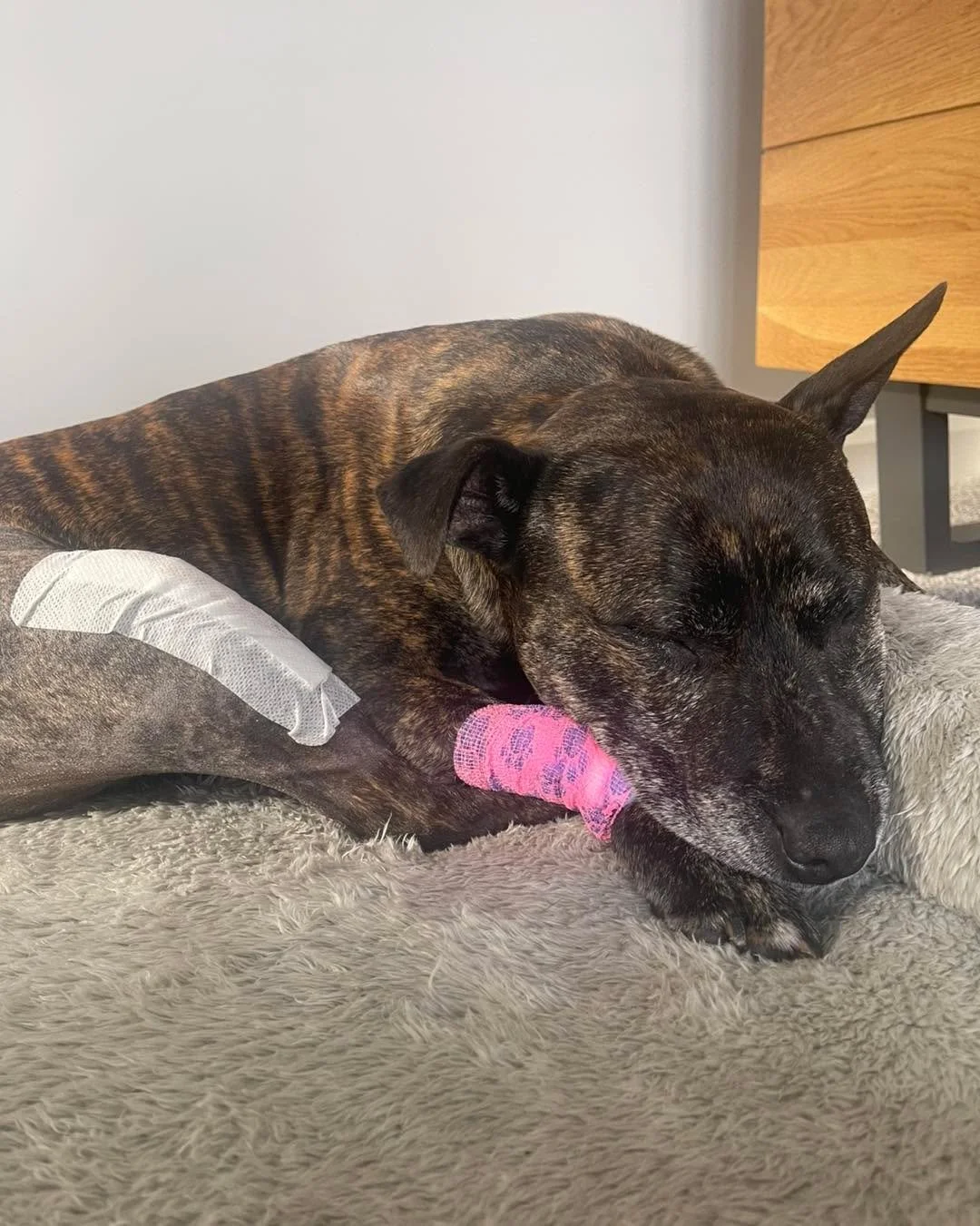 Extra snuggles needed for Darcie Foden over the next few days following her surgery 🐶❤️

Thank you to the team @gardenvetsatkeele for doing a fantastic job in helping reduce her pain 💊💉