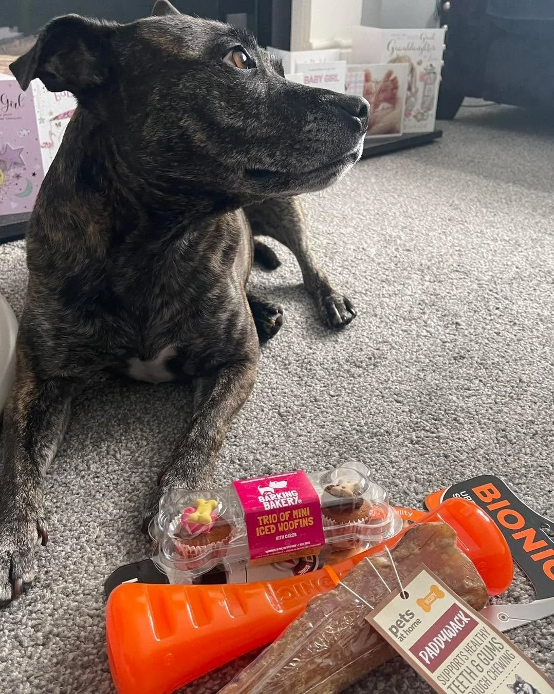 Happy 8th Birthday to our office dog Darcie &hellip; swipe to see her happy face! 🐶🎉