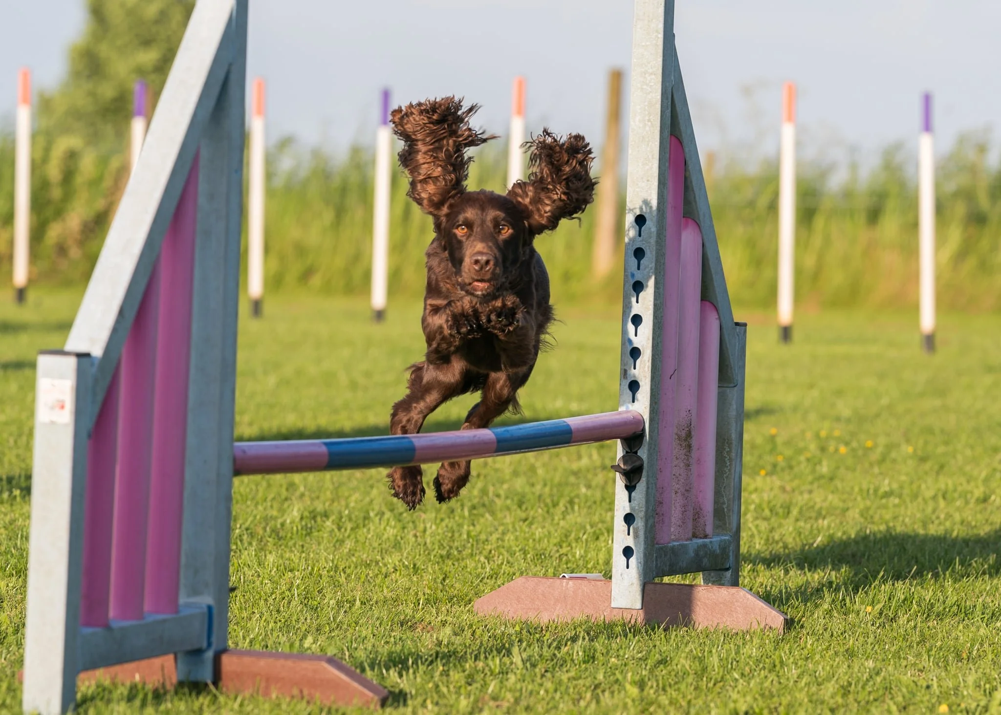 10 Common Beginner Dog Agility Mistakes—and How to Avoid Them